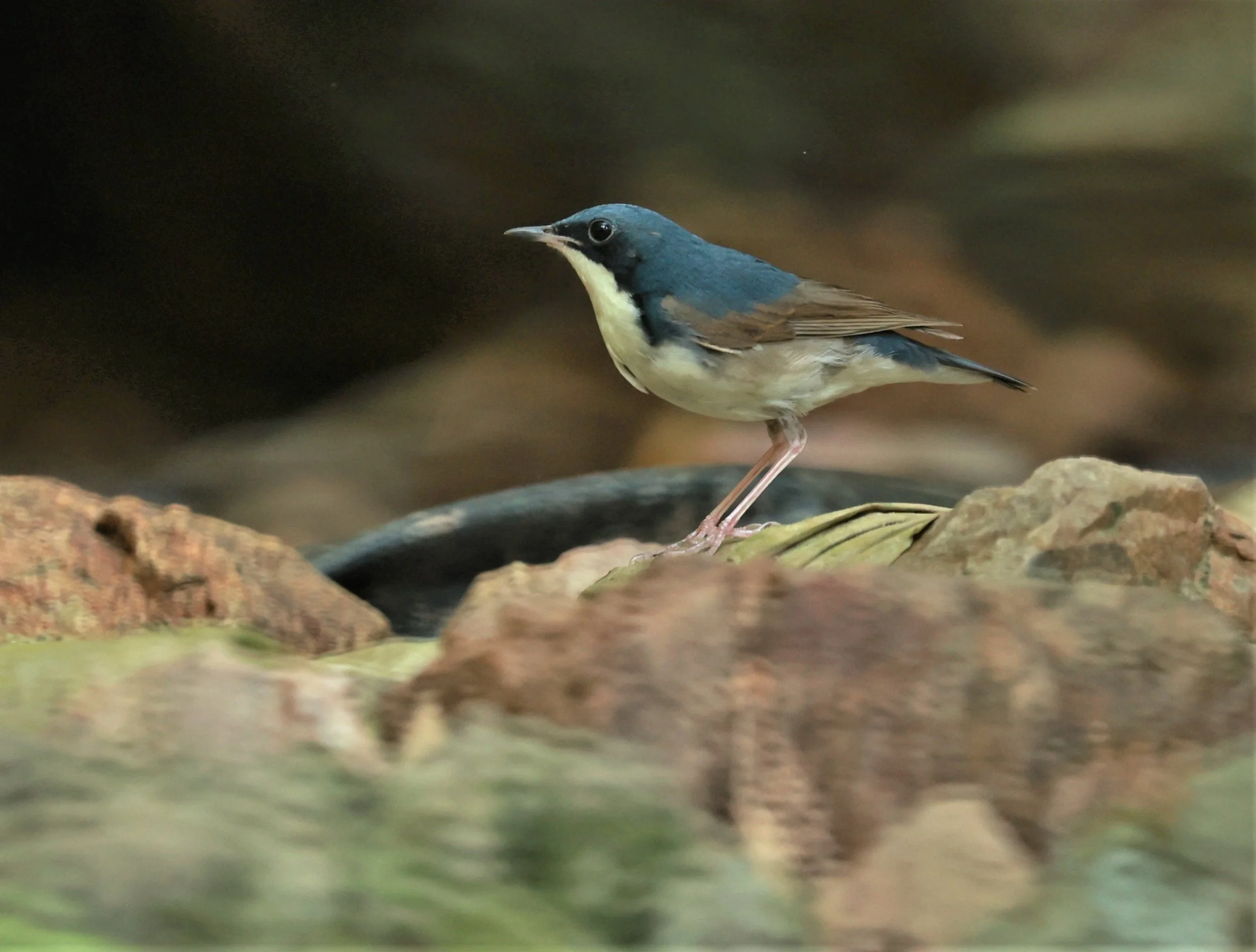 ROBIN - SIBERIAN BLUE ROBIN - Luscinia cyane - KRUNG CHING, KHAO LUANG NATIONAL PARK, THAILAND APRIL 2023 (5).jpg