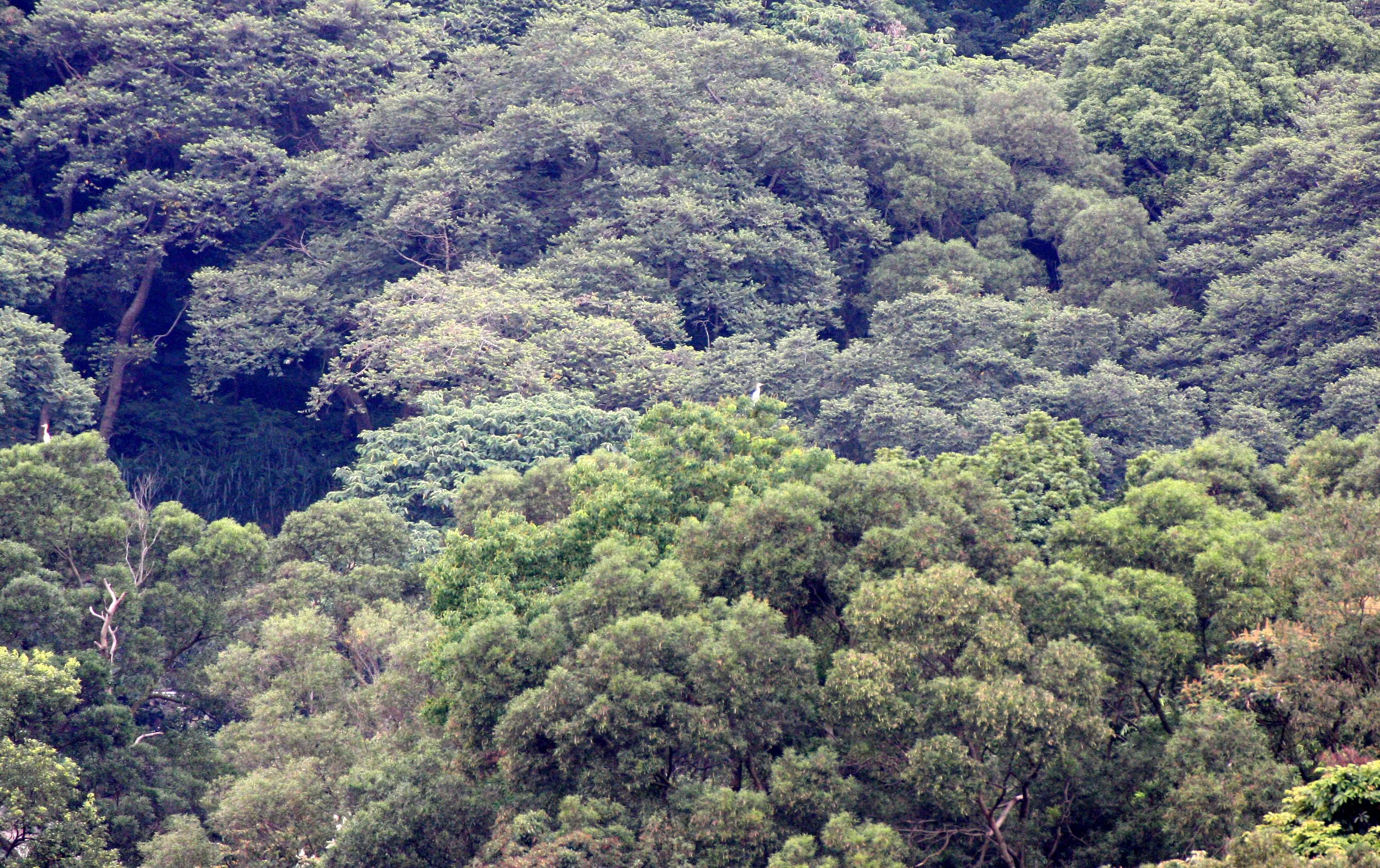 TAIWAN - SUBTROPICAL FOREST - PLANT SPECIES (11).JPG