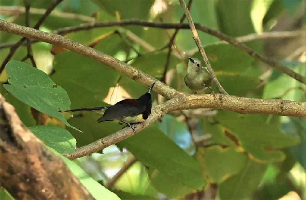SUNBIRD - BLACK-THROATED SUNBIRD - Aethopyga saturata - DOI ANG KHANG CHIANG MAI FEB 2022 (6).jpg