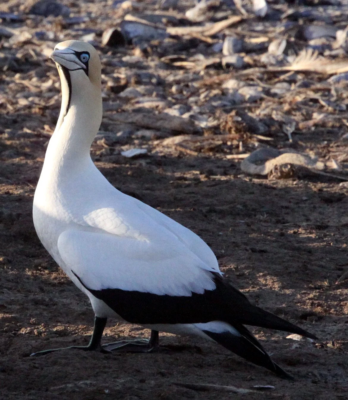 Cape gannet (Morus capensis) Lambert's Bay South Africa (64).JPG