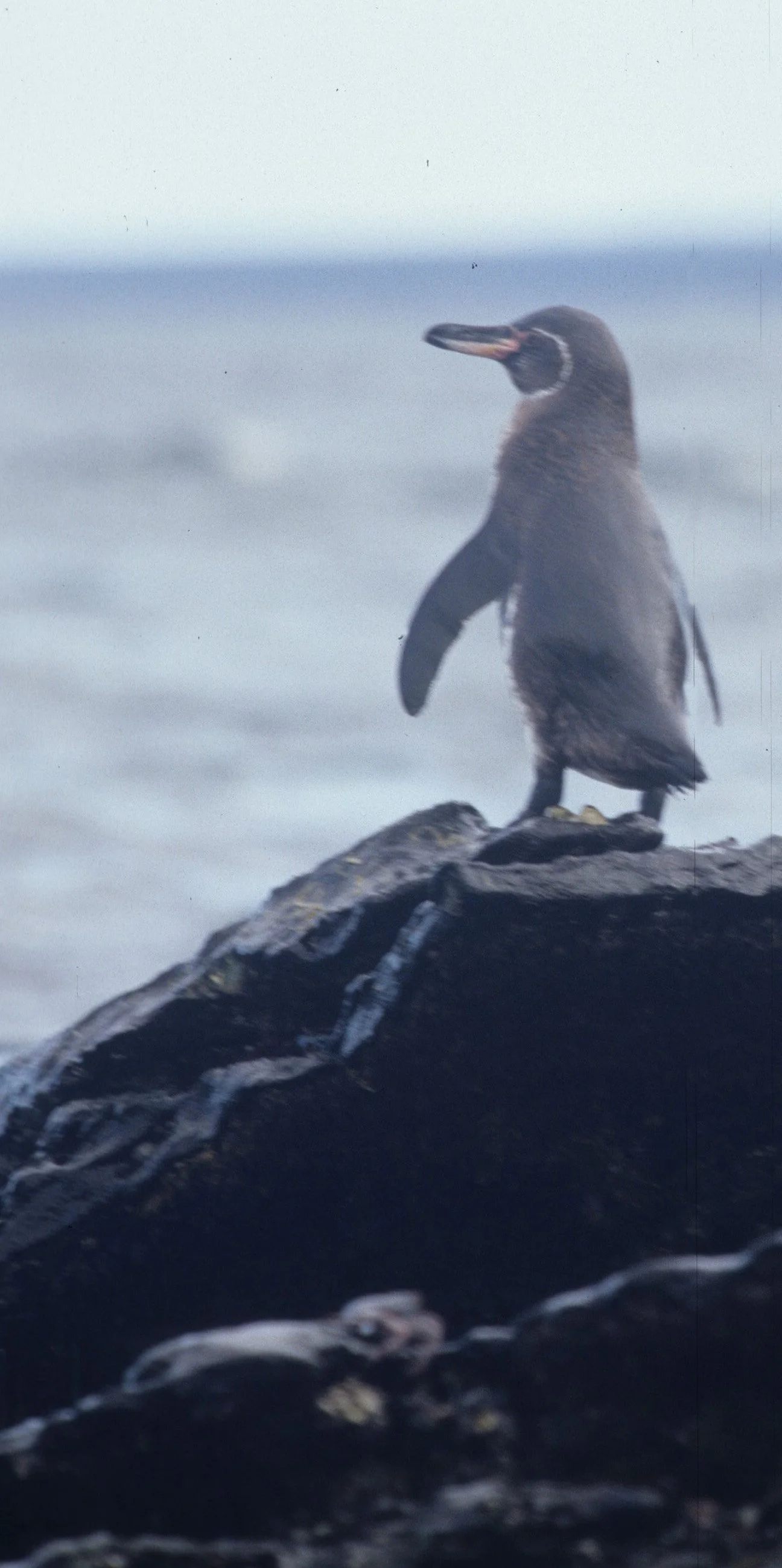 Galapagos Penguin (Spheniscus mendiculus) Galapagos Islands Ecuador (2).jpg
