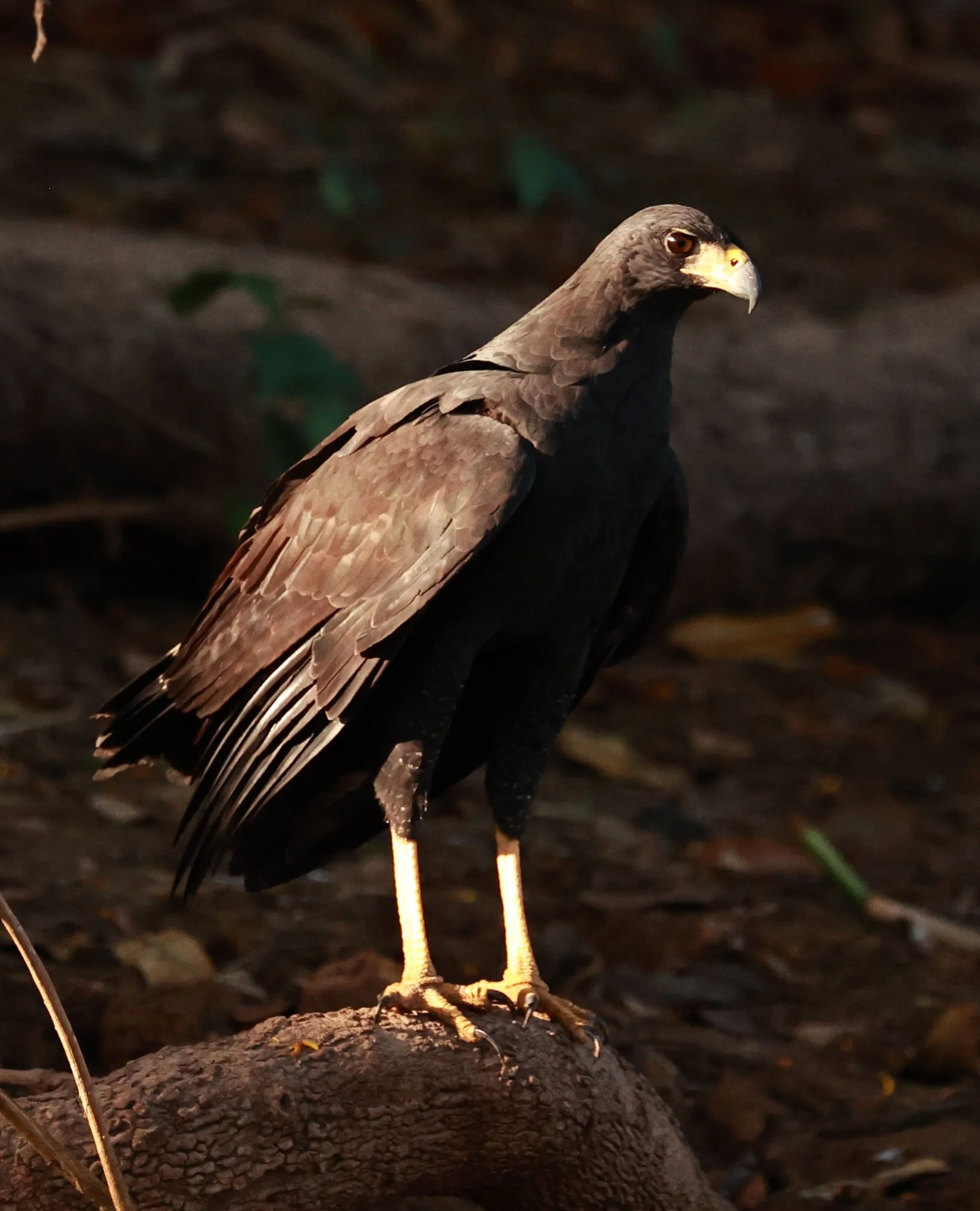 Hawk - Great Black Hawk - Buteogallus urubitinga - Pantanal, Encontro das Águas State Park, Porto Jofre, Cuiaba River, Brazil (31).jpg