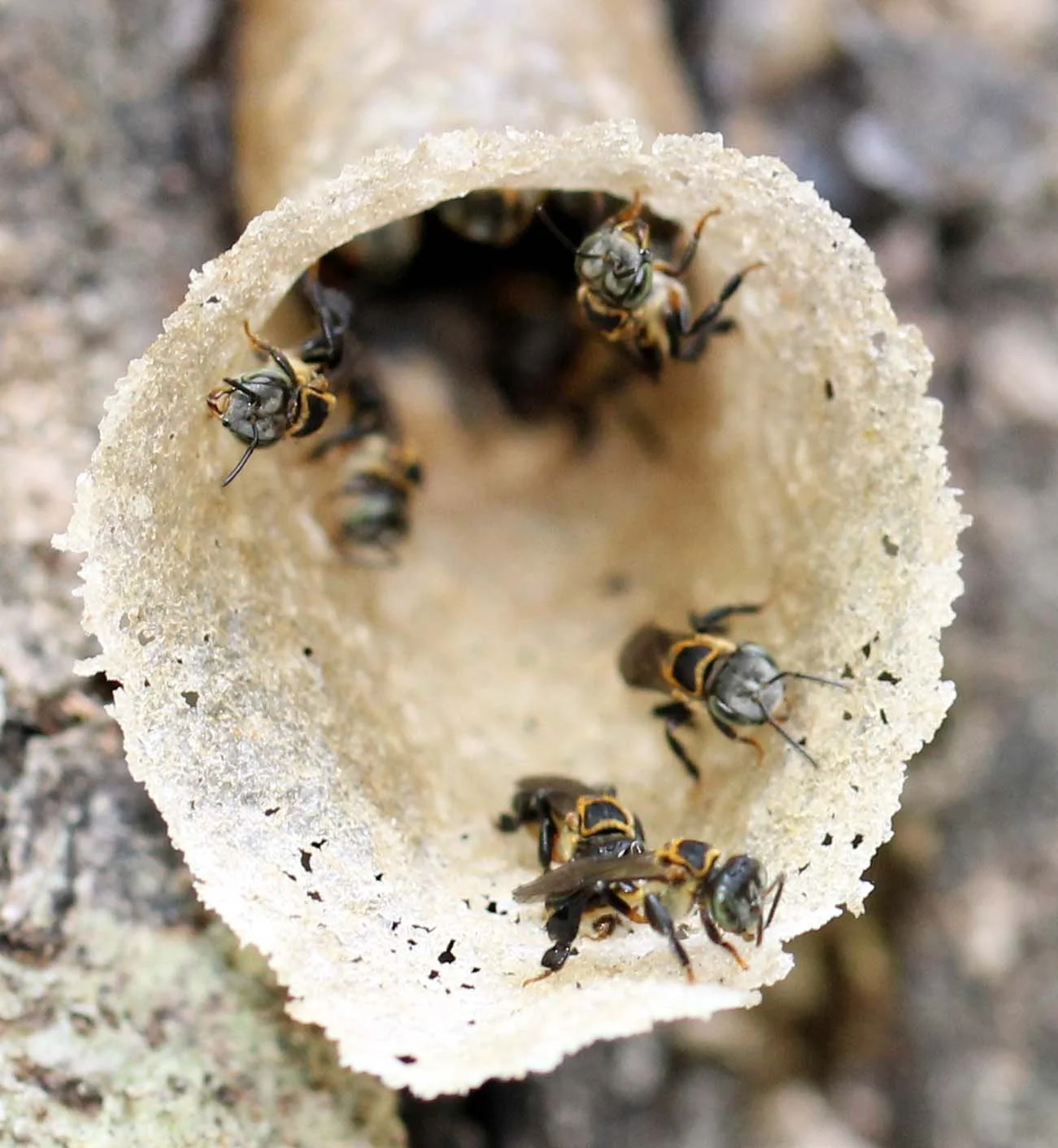 Lepidotrigona terminata - Stingless Bees - Tonte Waterfall, Trang Thailand (15).JPG