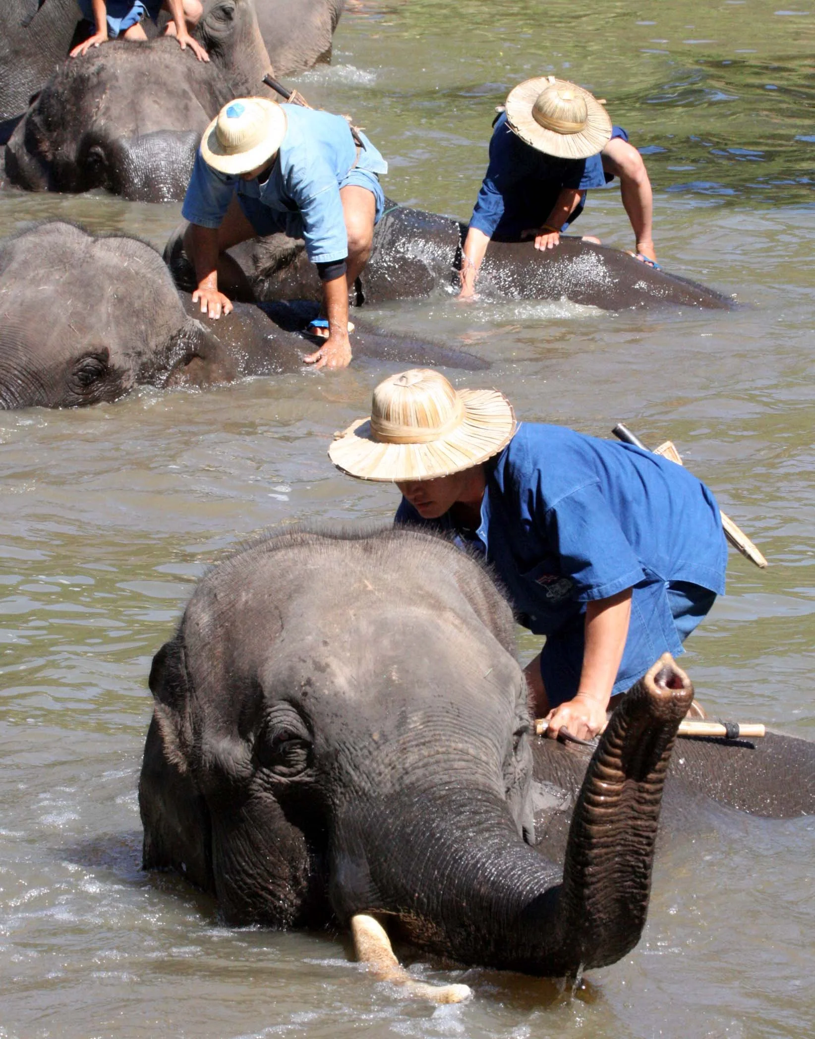 2008 Lampang City & Elephant Center (113).JPG