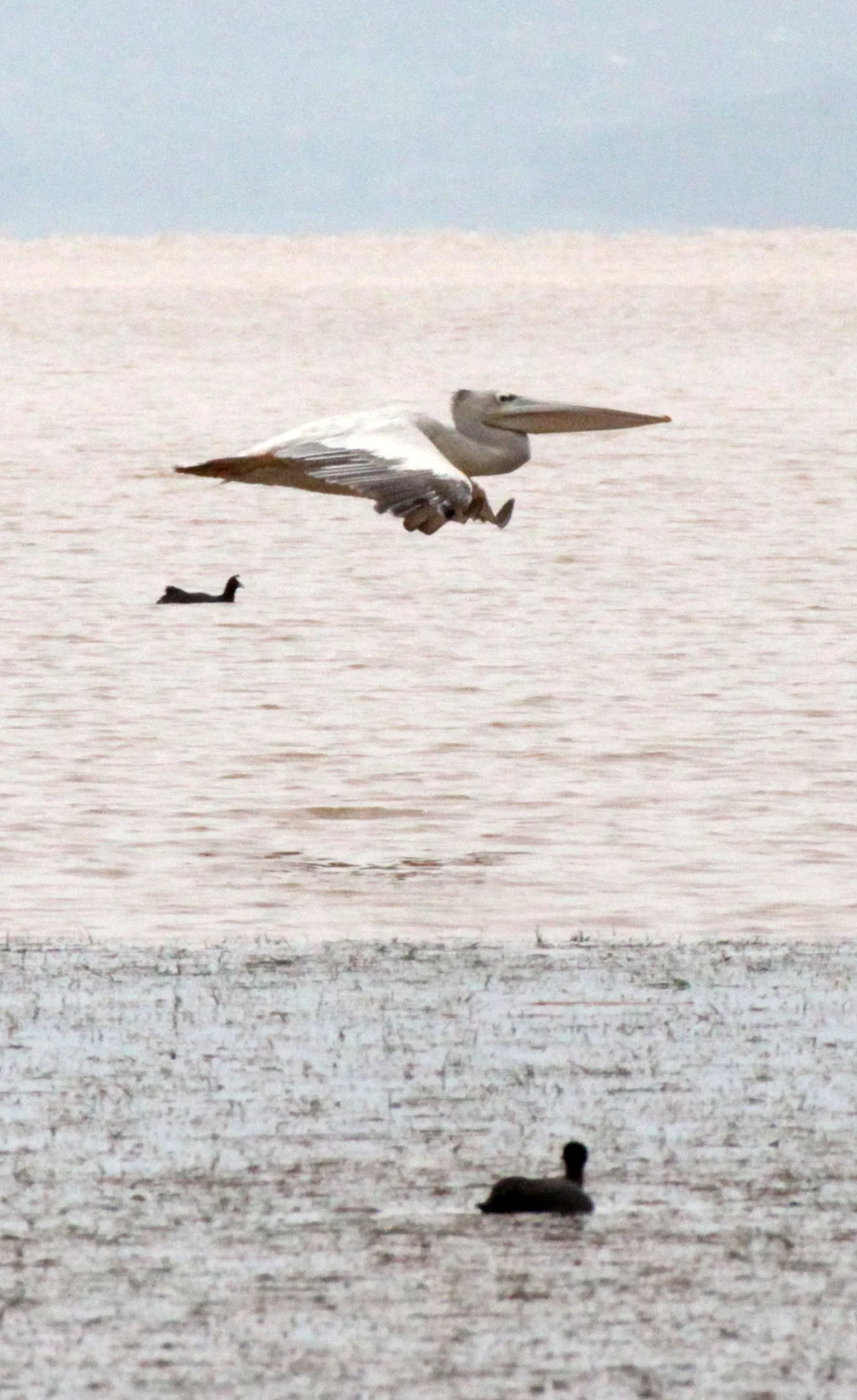 Pelecanus rufescens - PINK-BACKED PELICAN - LANGANO LAKE ETHIOPIA (4).JPG