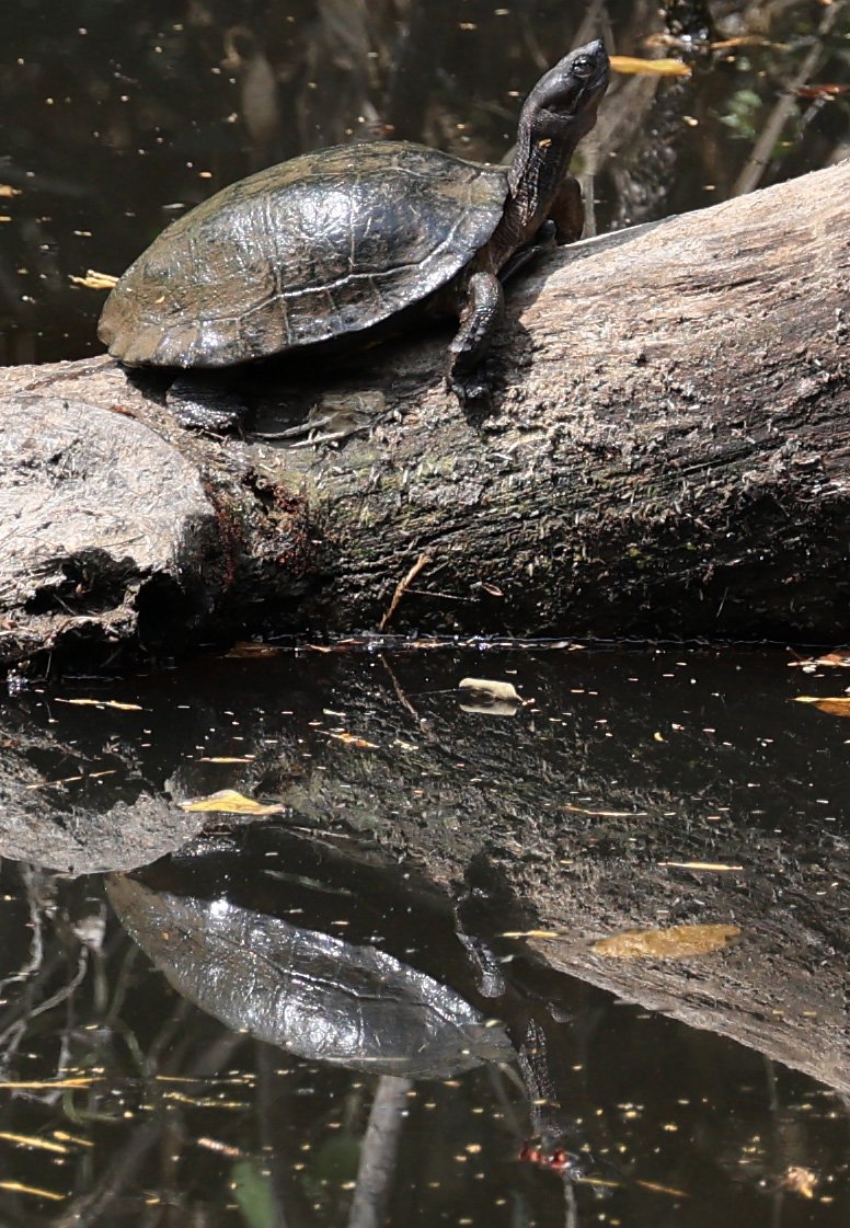 Giant Asian Pond Turtle (Heosemys grandis) Khao Yai National Park Feb 2026 Day 2 (4).jpg