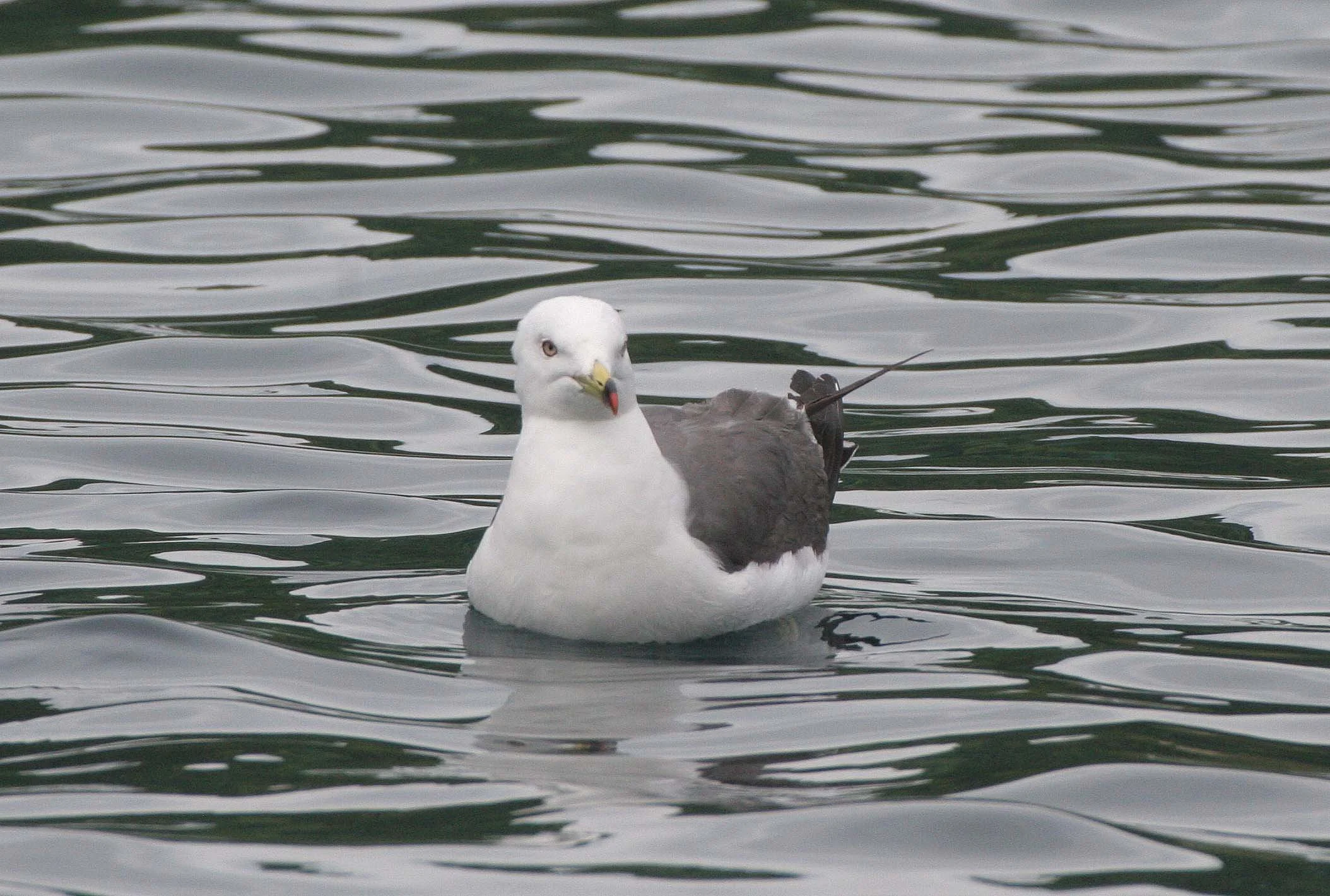 BIRD - GULL - BLACK-TAILED GULL - SOUTHERN KURILS RUSSIA  (14).jpg