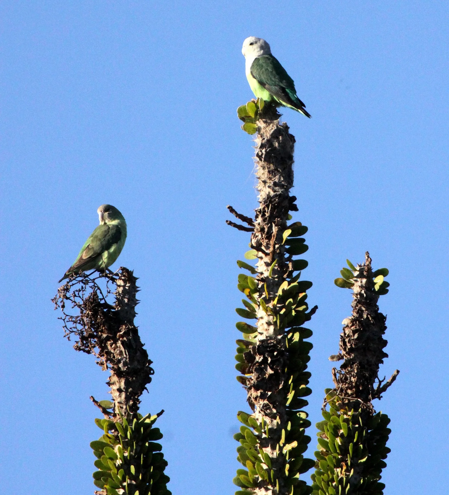 BIRD - PARROT - GREY-HEADED LOVEBIRD - AGAPORNIS CANA - BERENTY RESERVE MADAGASCAR (5).JPG
