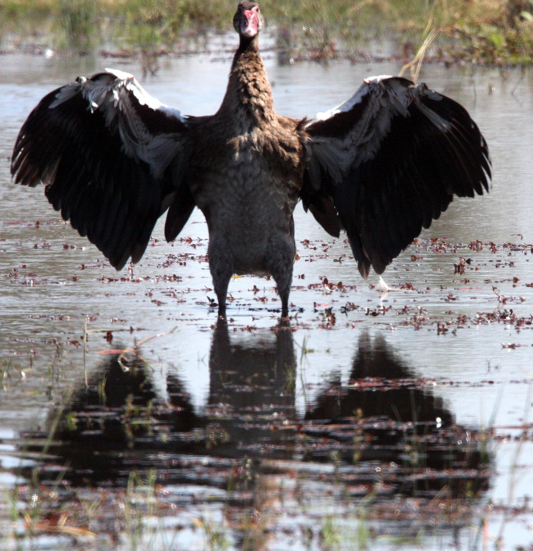 GOOSE - SPUR-WINGED GOOSE - Plectropterus gambensis - KHWAI CAMP OKAVANGO BOTSWANA (5).JPG
