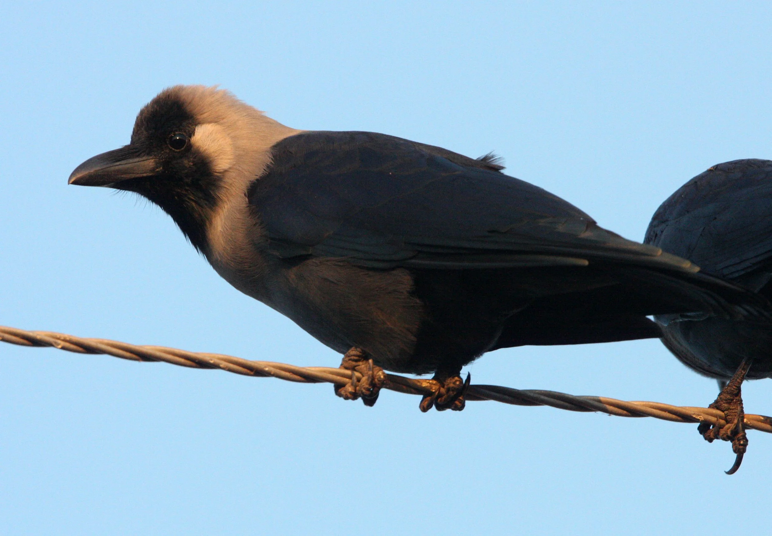 BIRD - CROW - HOUSE CROW -  LITTLE RANN OF KUTCH INDIA (5).JPG