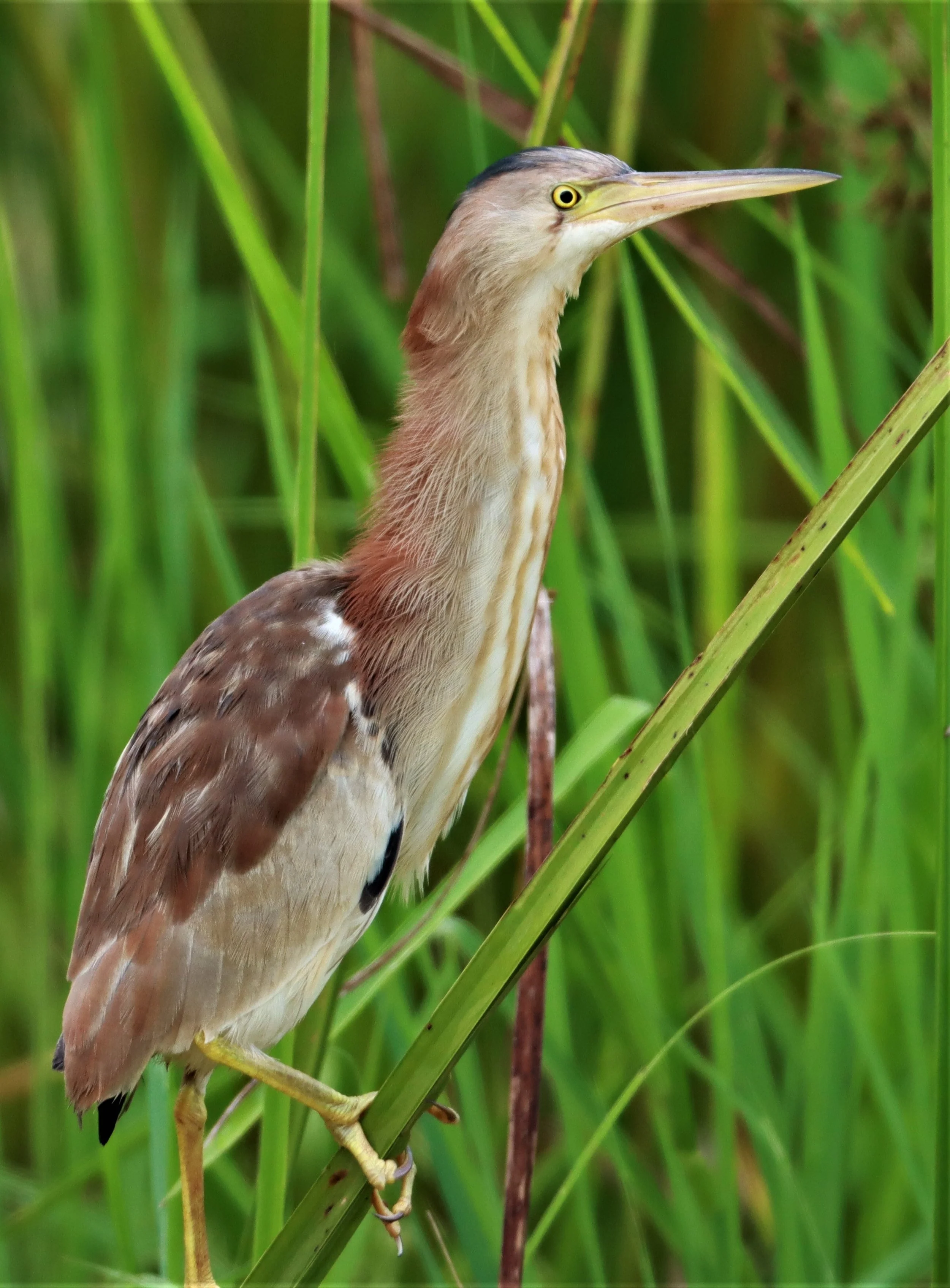BITTERN - YELLOW BITTERN - Ixobrychus sinensis - KABIN BURI PUBLIC WETLANDS NORTH OF TOWN  (10).jpg