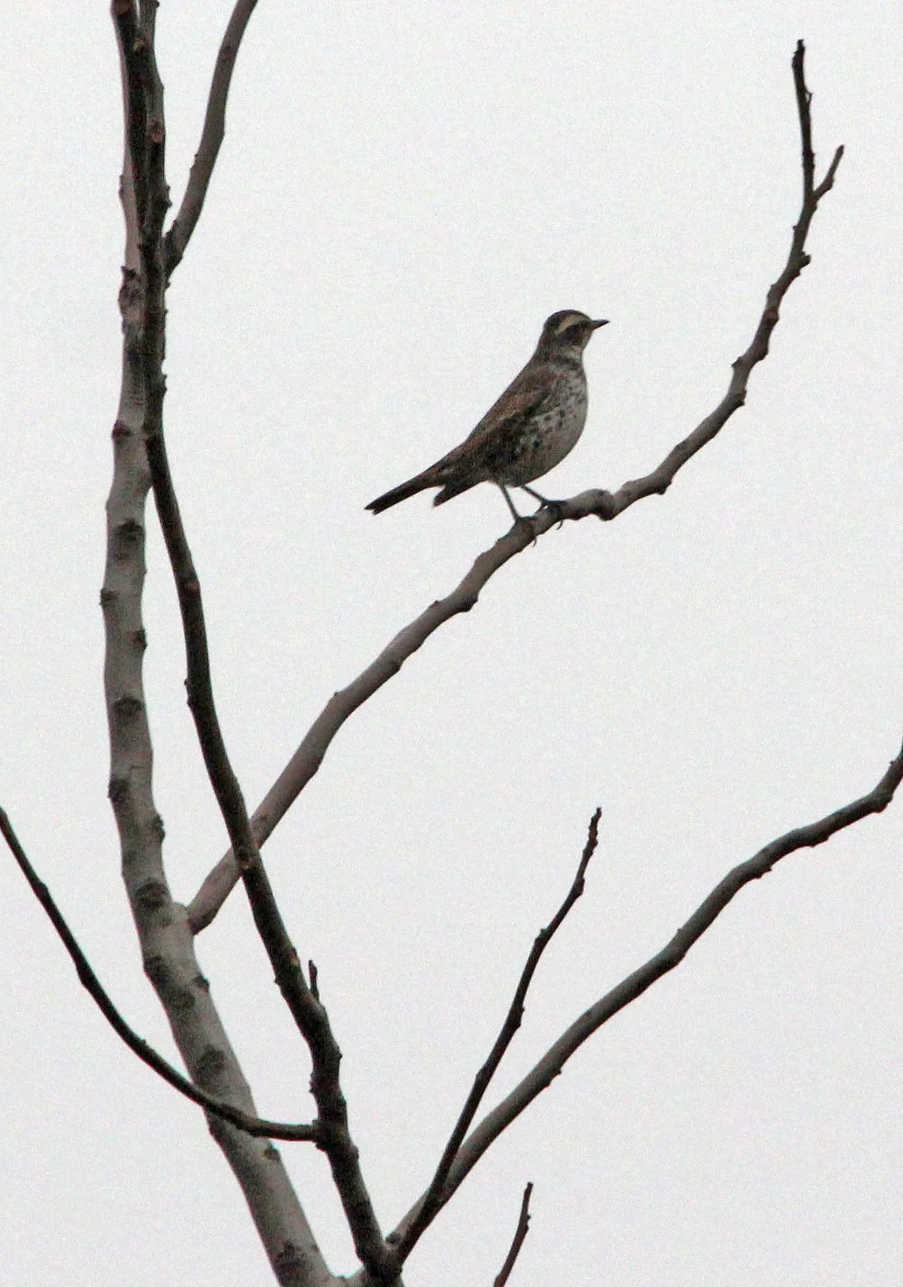 Dusky Thrush (Turdus eunomus) Lake Tai Jiangsu Province China (1).JPG
