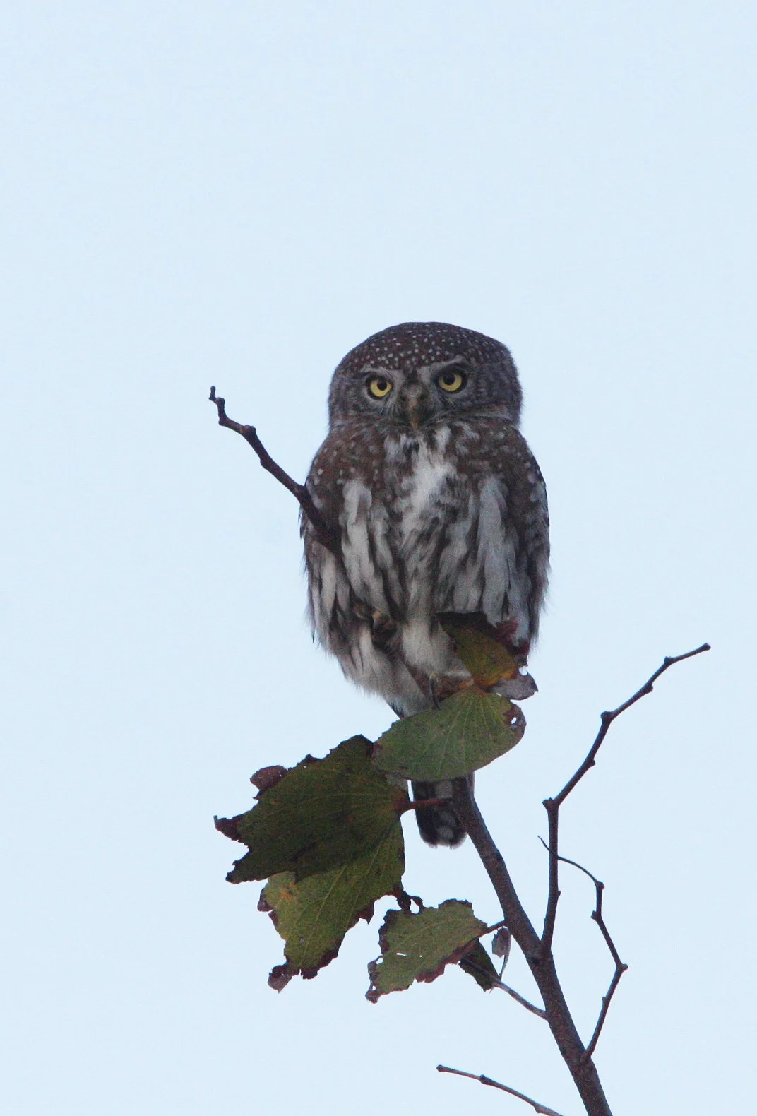 Glaucidium perlatum - PEARL-SPOTTED OWL - KHWAI CAMP OKAVANGO BOTSWANA (8).JPG