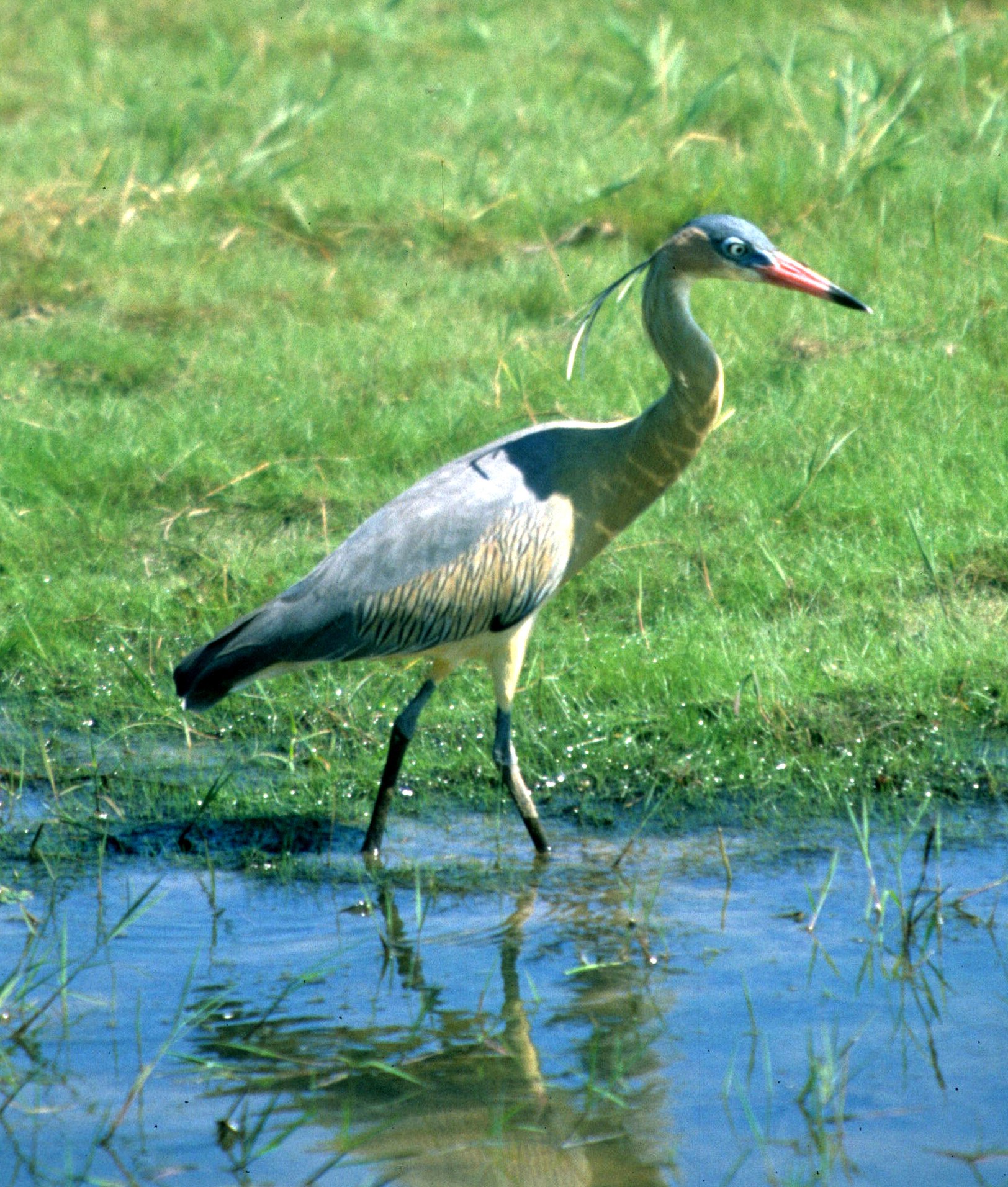 HERON - WHISTLING - Syrigma sibilatrix - PANTANAL BRAZIL (9).jpg