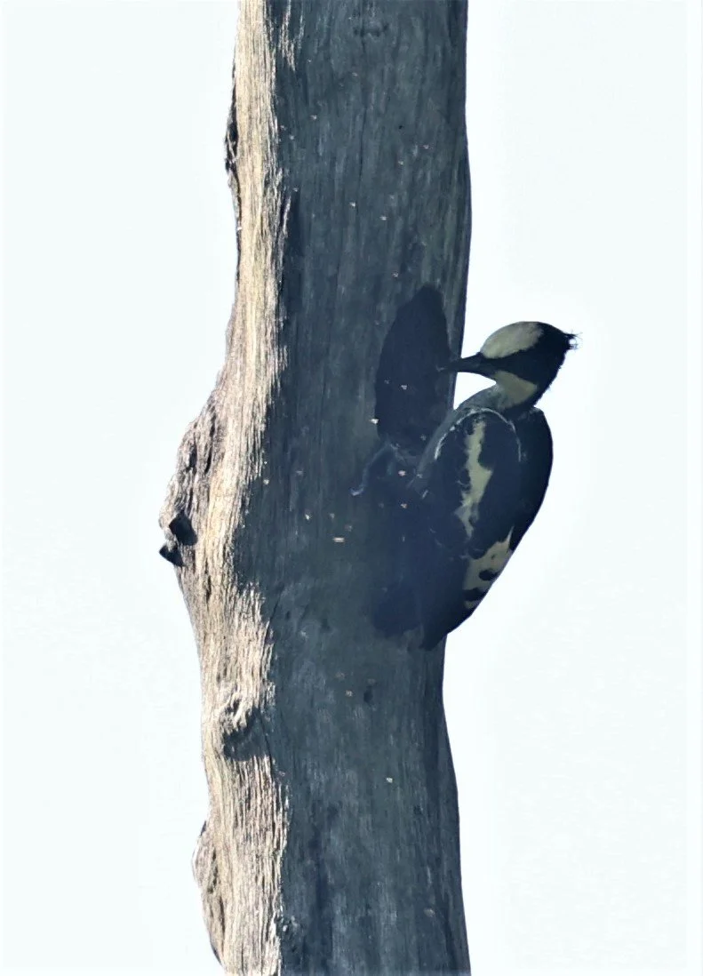 WOODPECKER - HEART-SPOTTED WOODPECKER - Hemicircus canente - KAENG KRACHAN 20 OCT 2021 (12).jpg