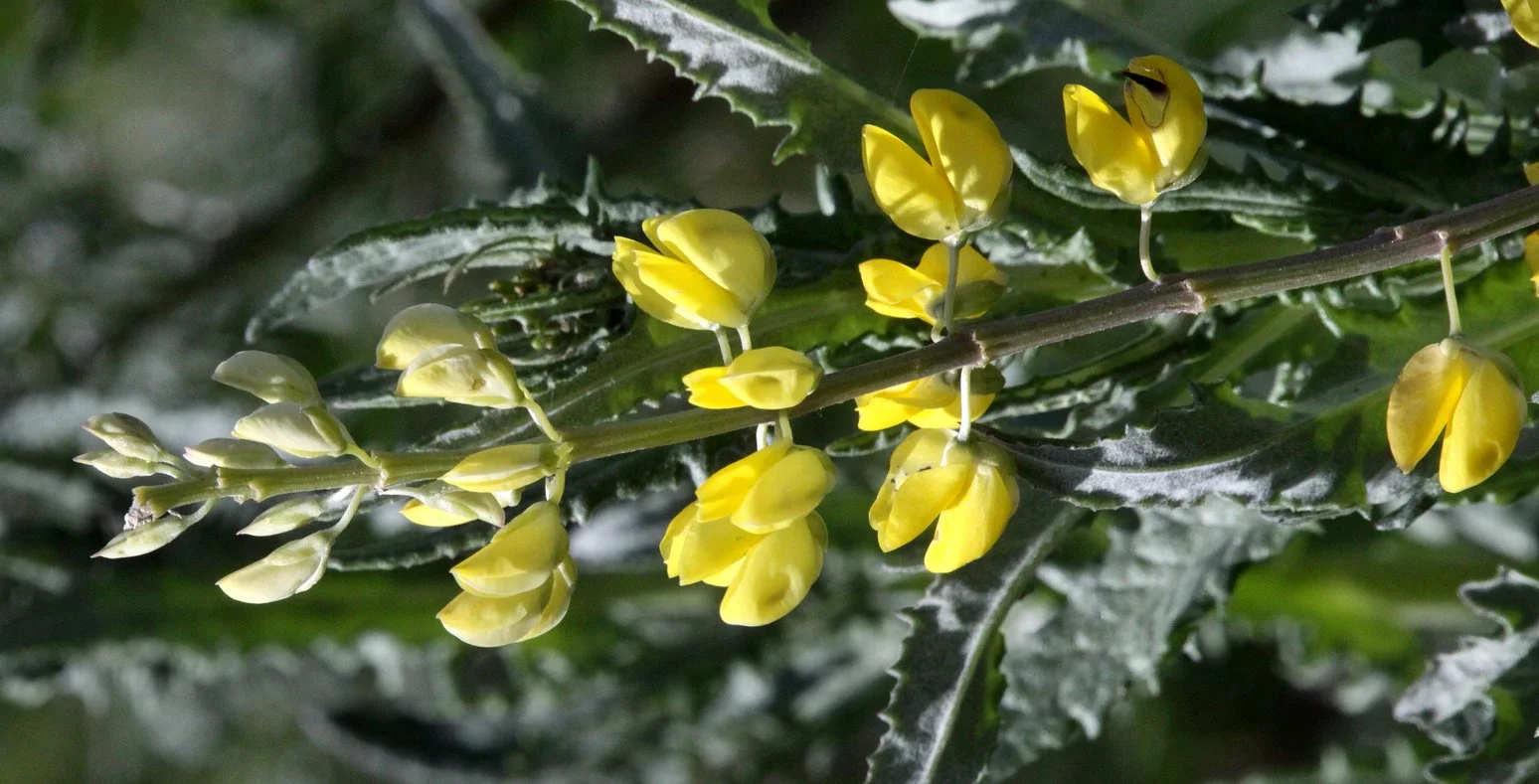 FABACEAE - LUPINUS SPECIES - YELLOW LUPINE - CARRIZO PLAIN NATIONAL MONUMENT CALIFORNIA.JPG