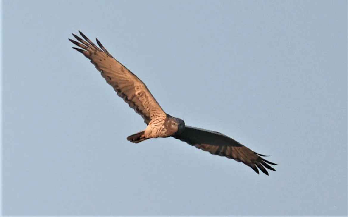 HARRIER - PIED HARRIER - Circus melanoleucos - YONOK CHIANG SAEN CHIANG RAI - ROOST (27).JPG