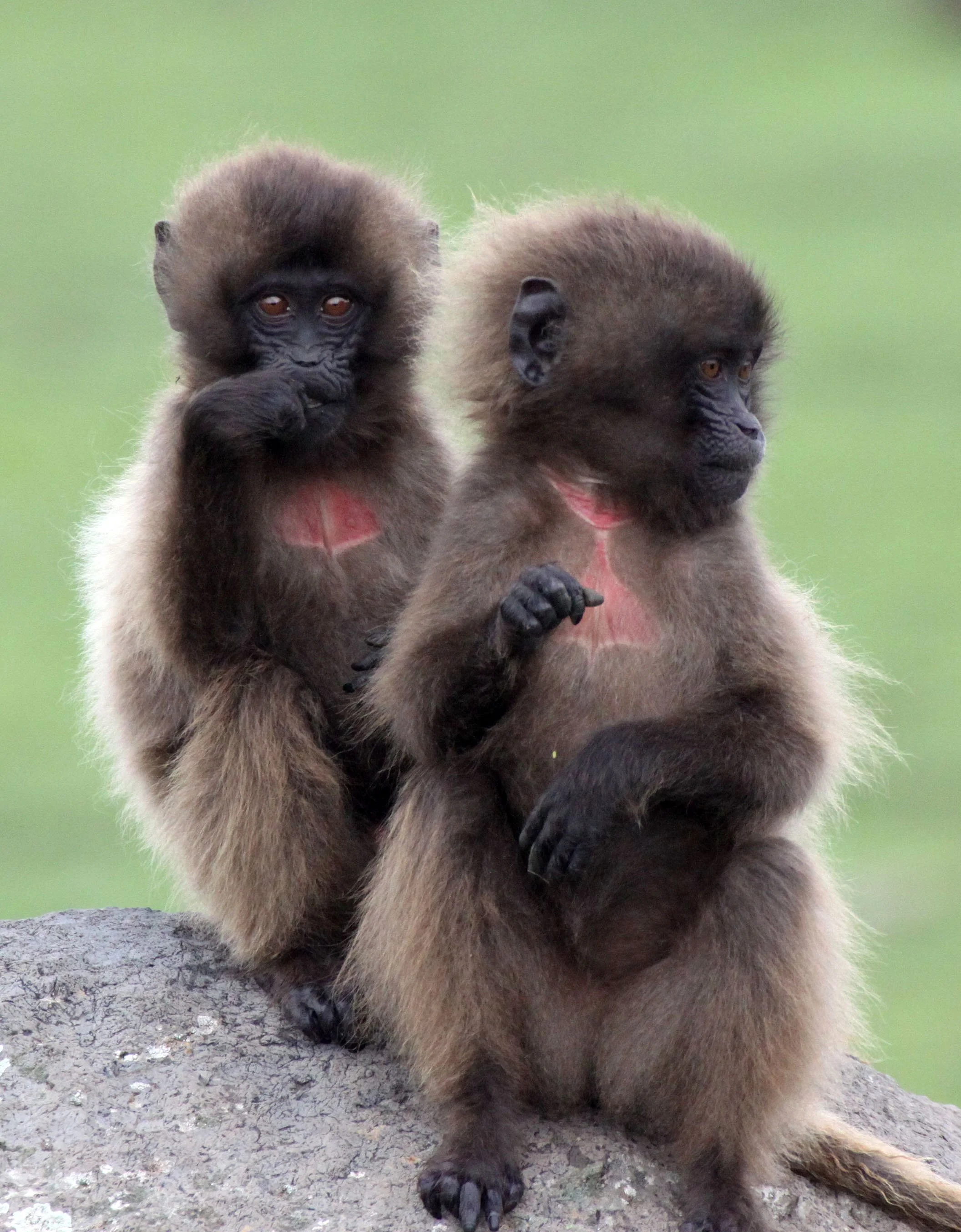 CERCOPITHECIDAE - Theropithecus gelada - GELADA - SIMIEN MOUNTAINS NATIONAL PARK ETHIOPIA (1521).JPG