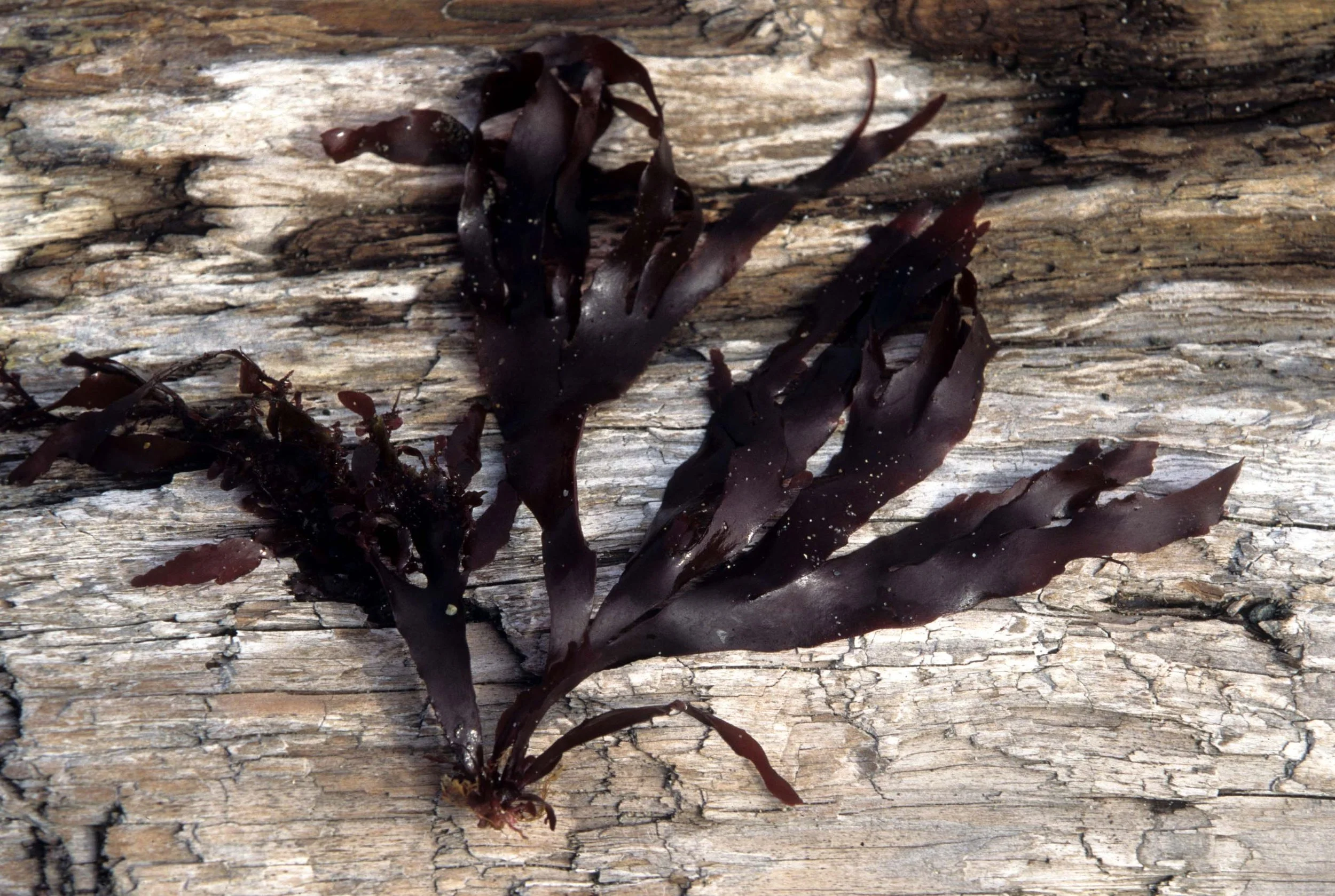 CALIFORNIA - BODEGA BAY - MARINE ALGAE SPECIES (22).jpg