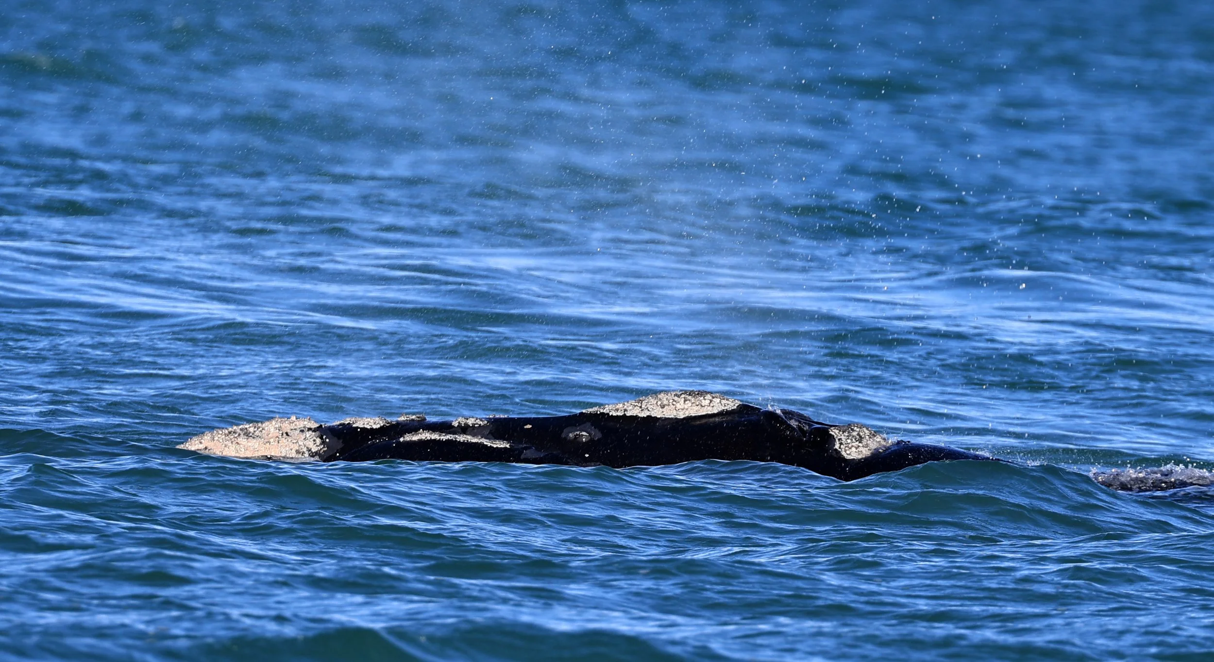 Southern Right Whale (Eubalaena australis) Puerto Rawson Argentina (21).jpg