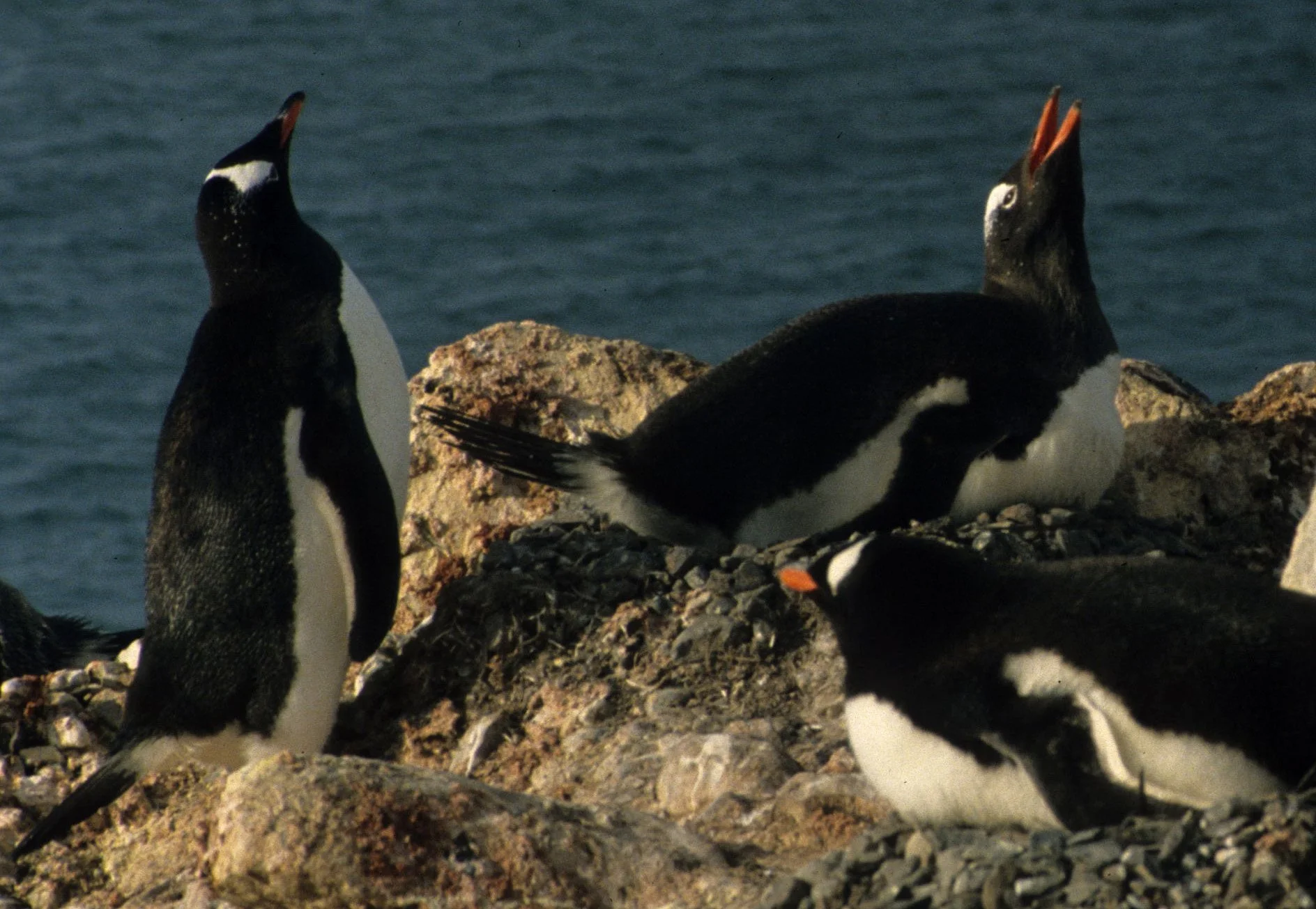 Gentoo Penguin (Pygoscelis papua) Danco Island Antarctic Peninsula (3).jpg