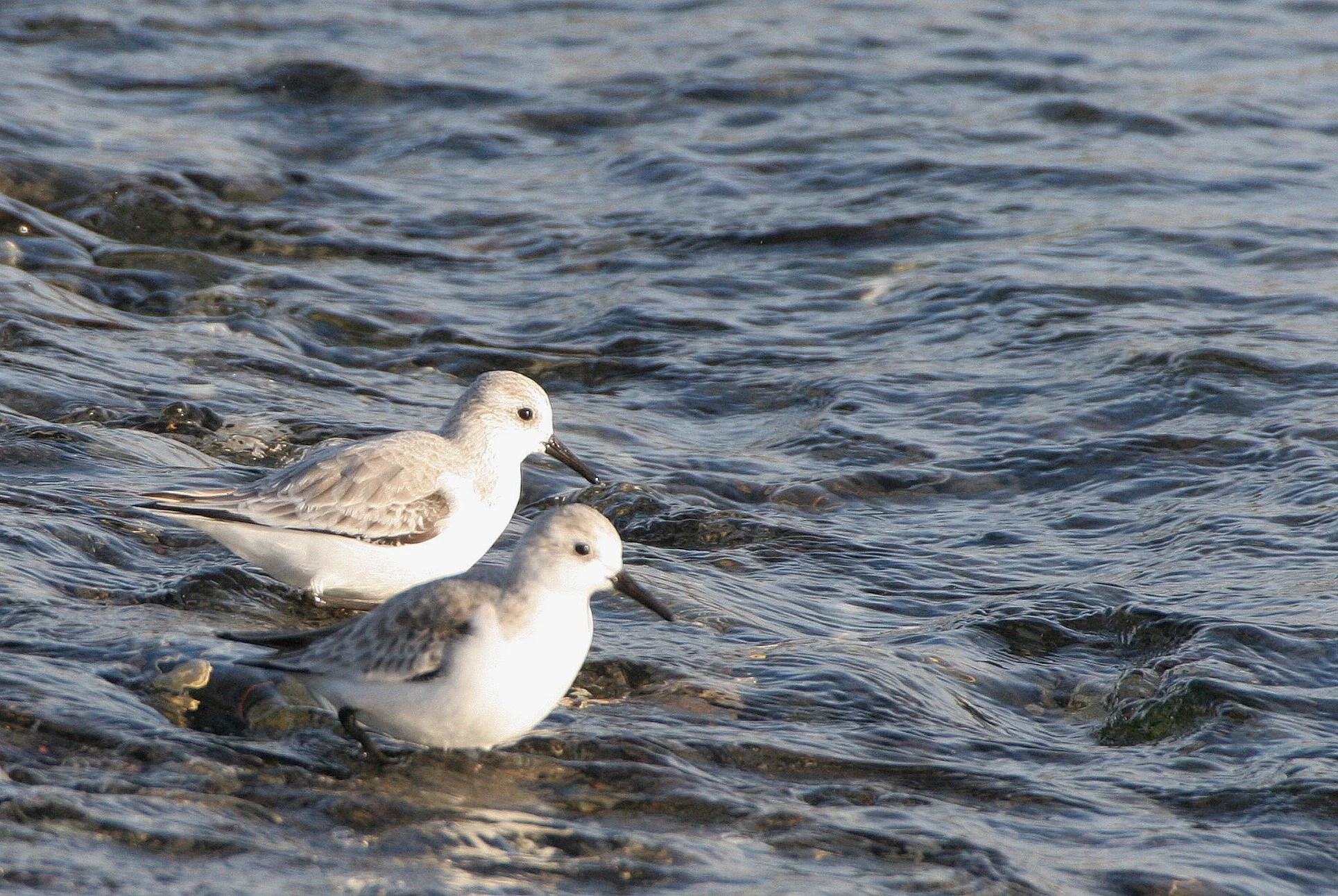 BIRD - SANDERLINGS - EDIZ HOOK PA HARBOR.jpg