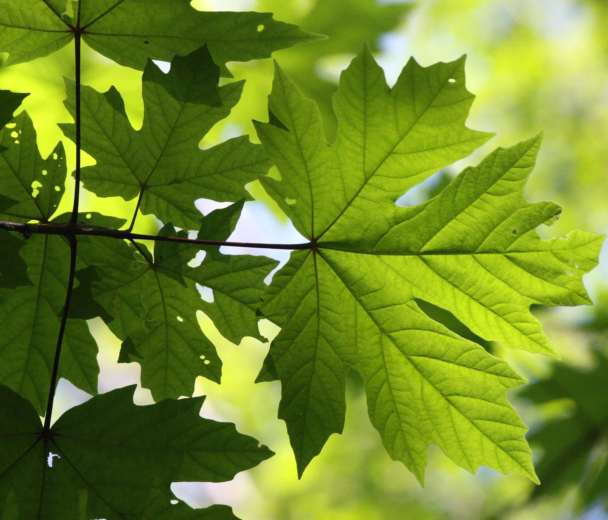 Aceraceae - Bigleaf Maple - Acer macrophylum