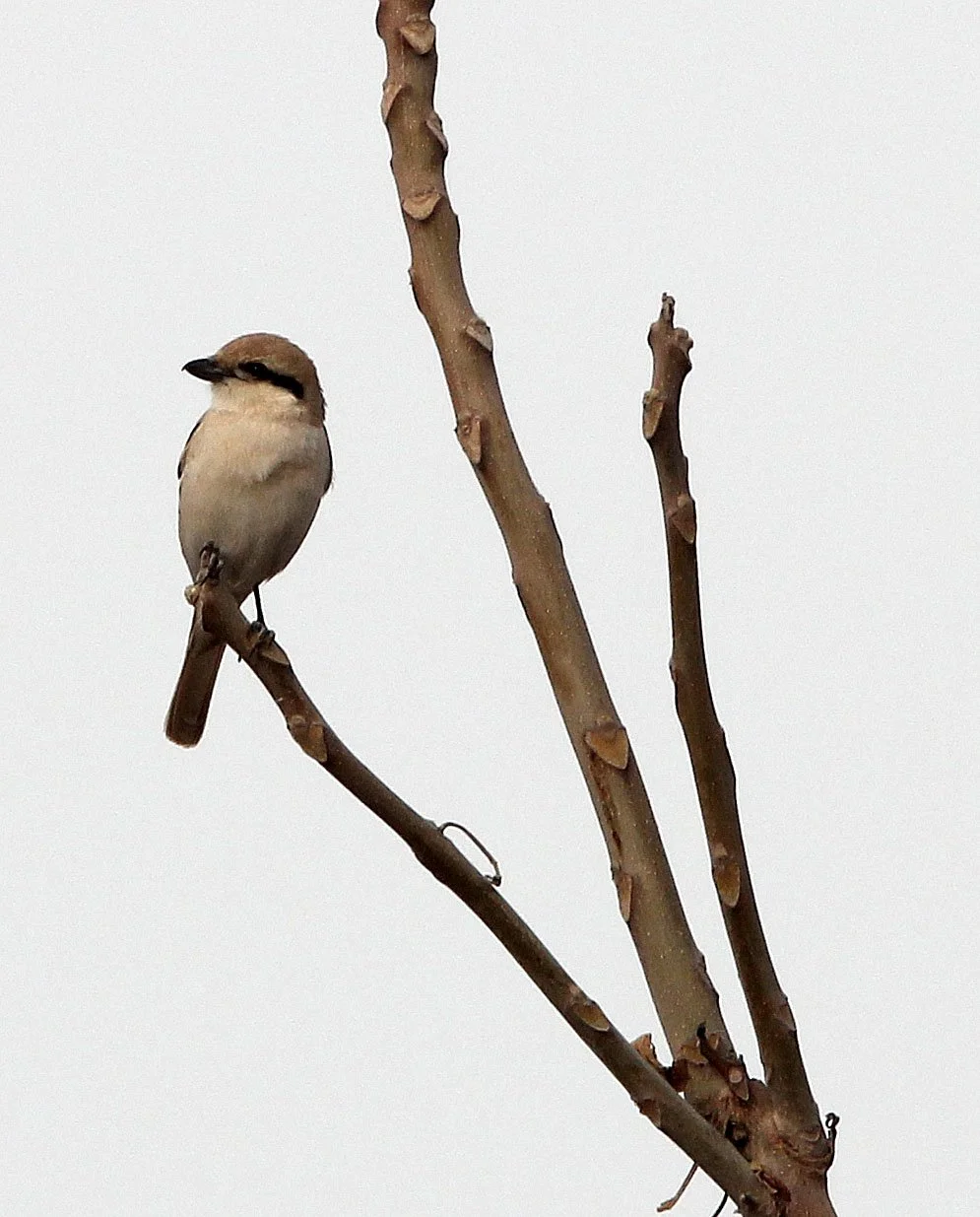Red-tailed Shrike (Lanius phoenicuroides) Turpan Xinjiang China (2).JPG
