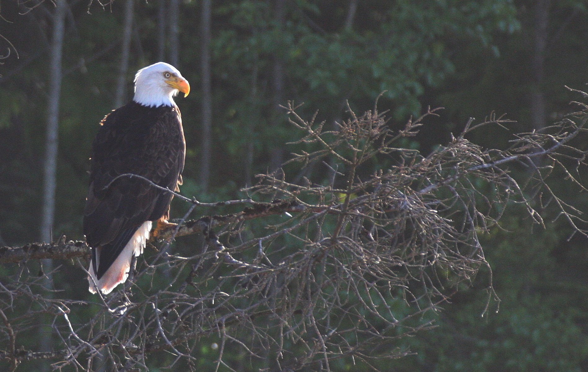 BIRD - EAGLE - BALD EAGLE - LAKE FARM BLUFFS (56).JPG