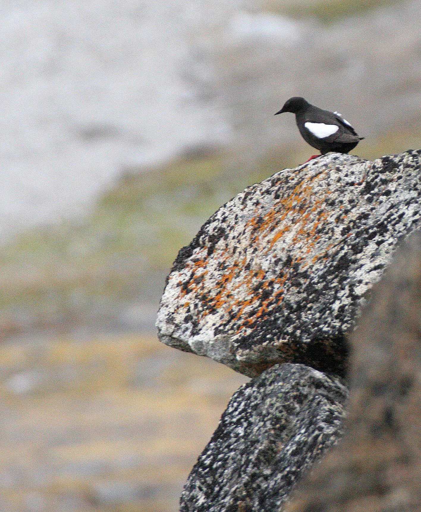 Cepphus grylle mandtii - BLACK GUILLEMOT - SVALBARD (9).jpg