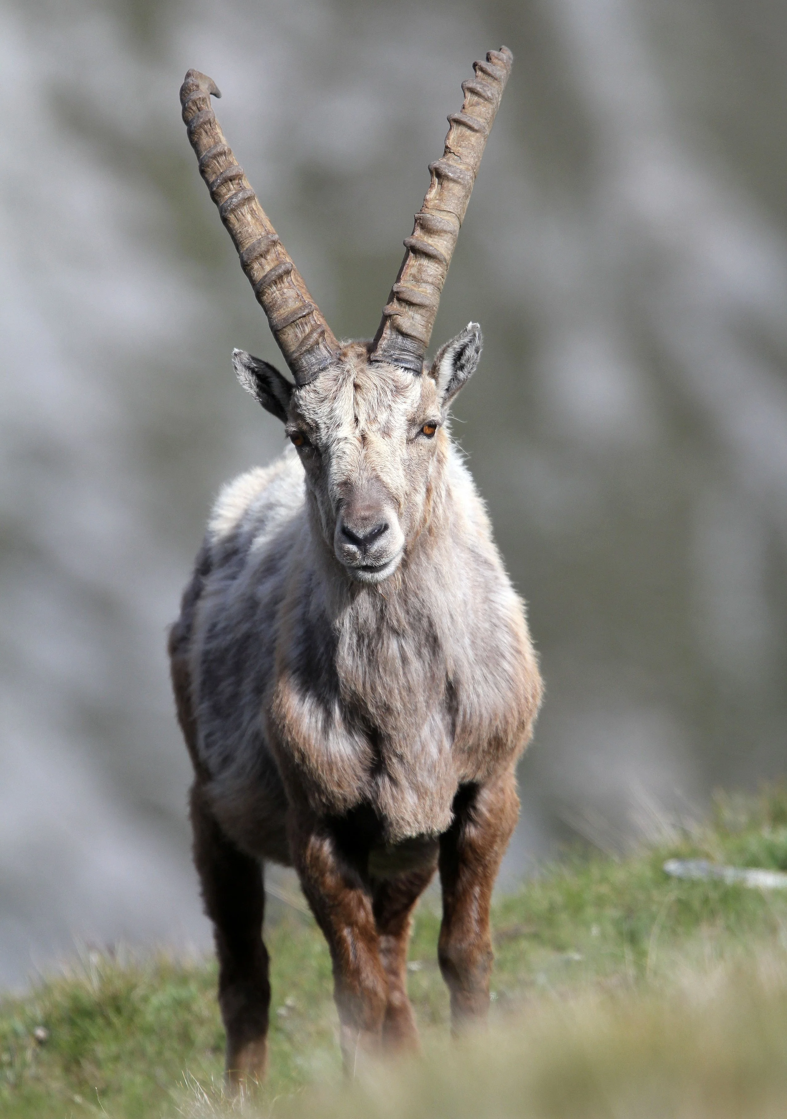 IBEX - ALPINE IBEX - Capra ibex - STELVIO NATIONAL PARK ITALY (83).JPG