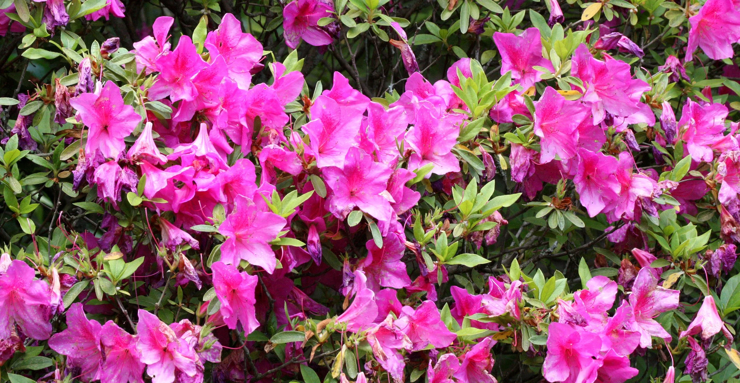 ERICACEAE - RHODODENDRON ALBRECHTI - Murasaki-yashio-tsutsuji - JAPANESE  RHODODENDRON - KYOTO JAPAN - RYOANJI GARDENS (3).JPG
