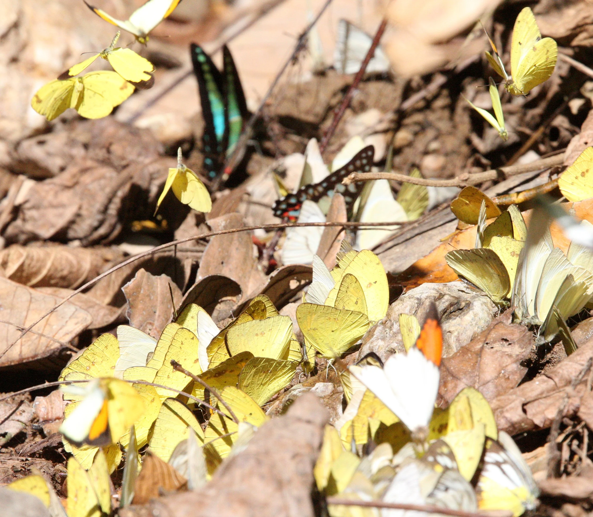 Pieridae - Unidentified Species - Mixed Group - Kaeng Krachan National Park, Thailand
