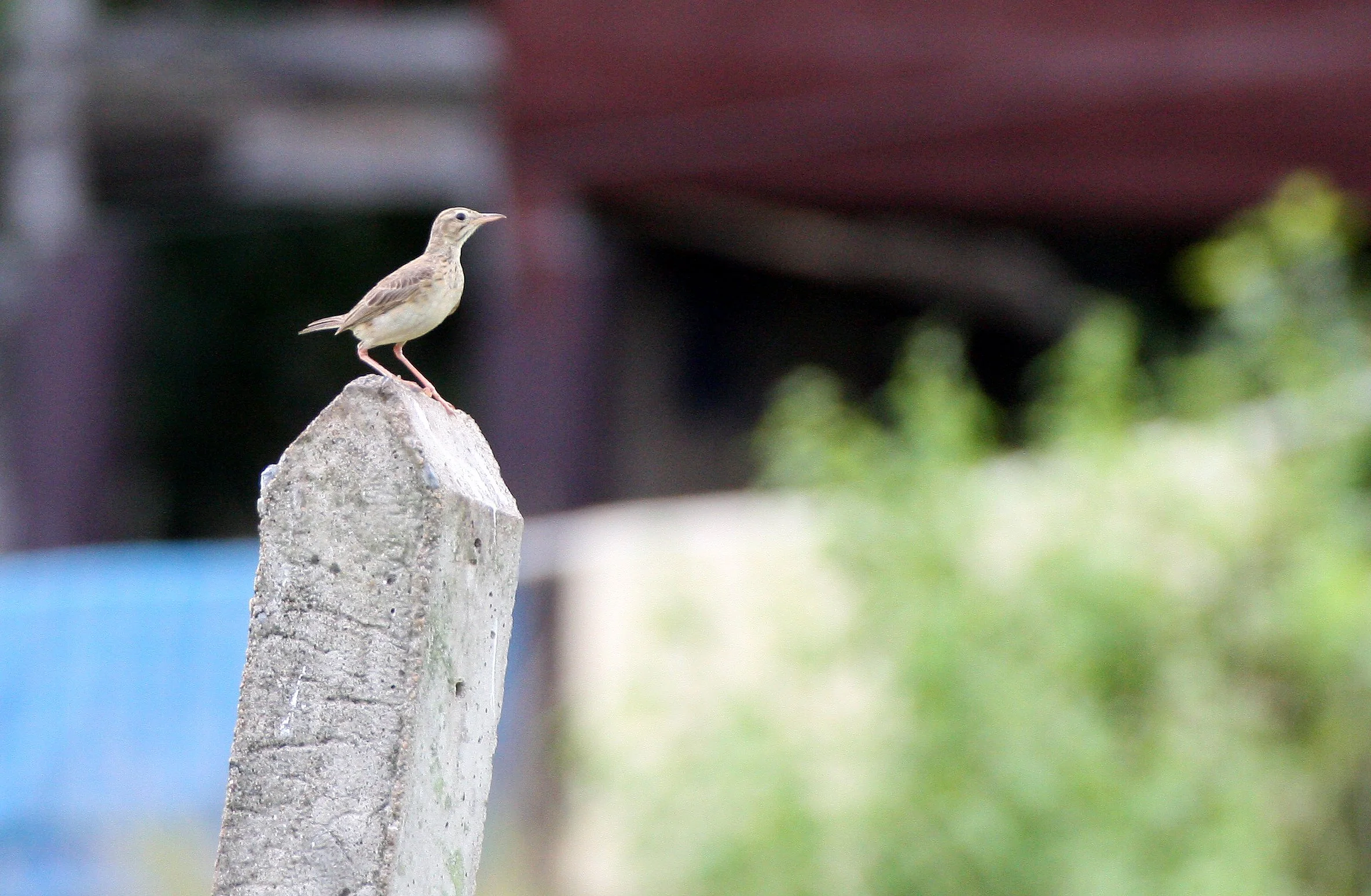 Paddyfield Pipit (Anthus rufulus) NAKHON SI THAMMARAT Thailand (12).JPG