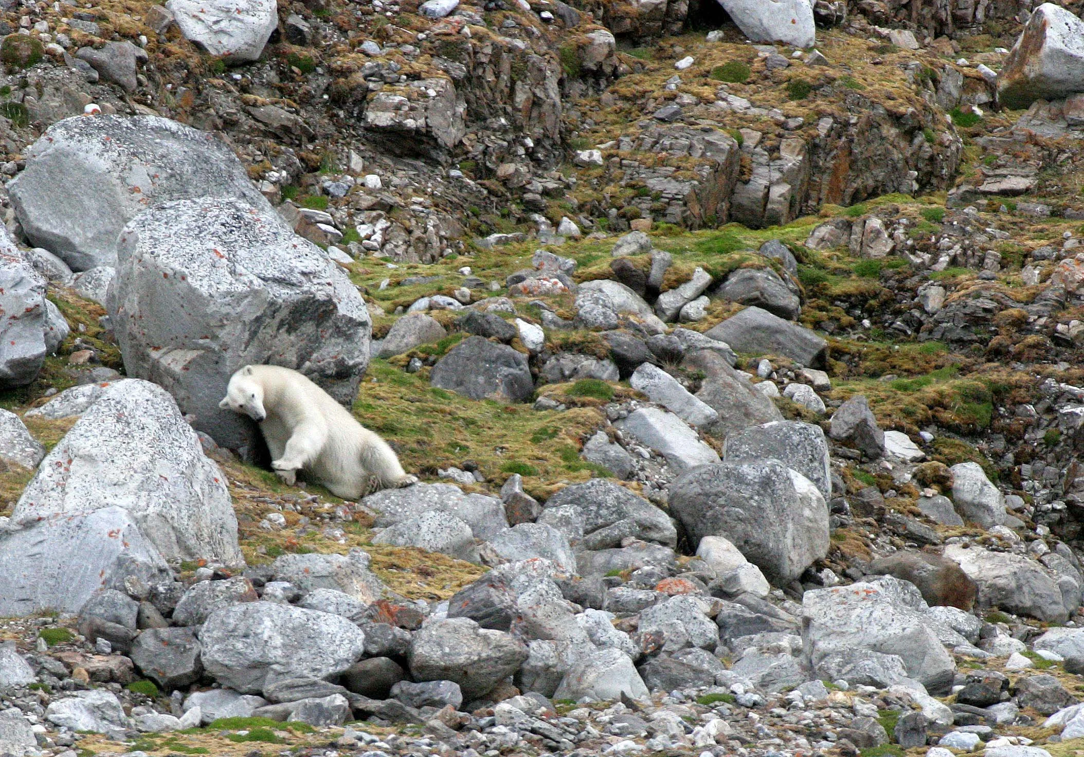 URSID - POLAR BEAR - SVALBARD (378).jpg