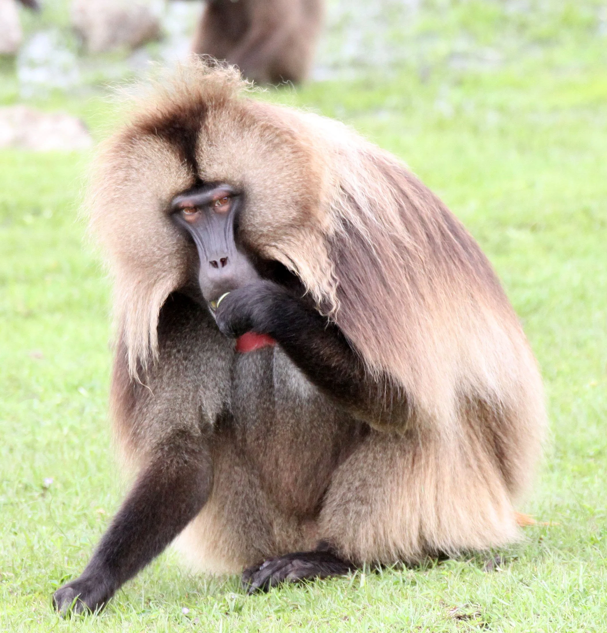 CERCOPITHECIDAE - Theropithecus gelada - GELADA - SIMIEN MOUNTAINS NATIONAL PARK ETHIOPIA (1469).JPG