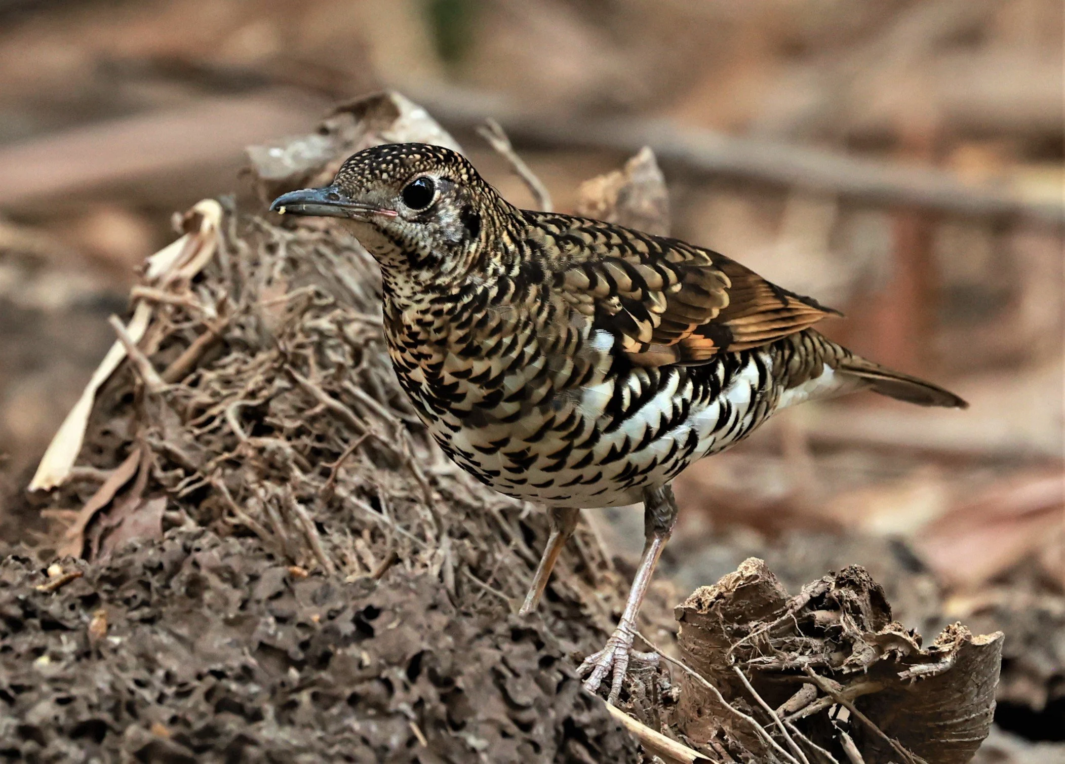 White's Thrush (Zoothera aurea) Putthamonthon Park Nakhon Pathom Thailand (182).jpg