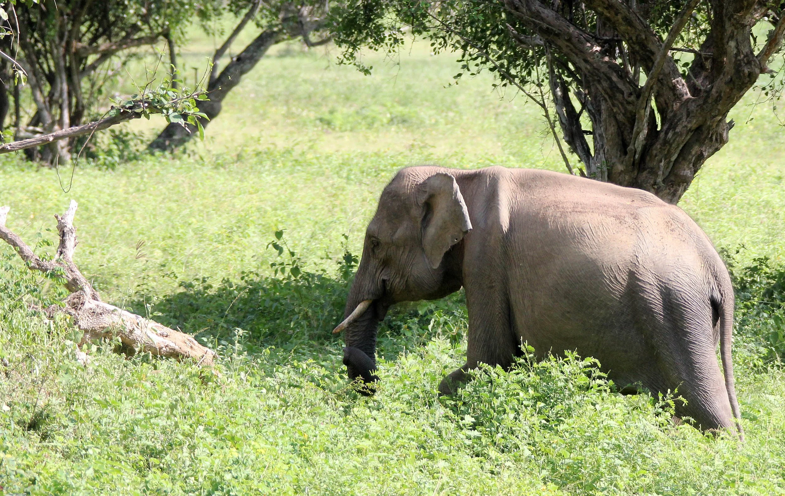 ELEPHANT - SRI LANKA ASIAN ELEPHANT - YALA NATIONAL PARK SRI LANKA (3).JPG
