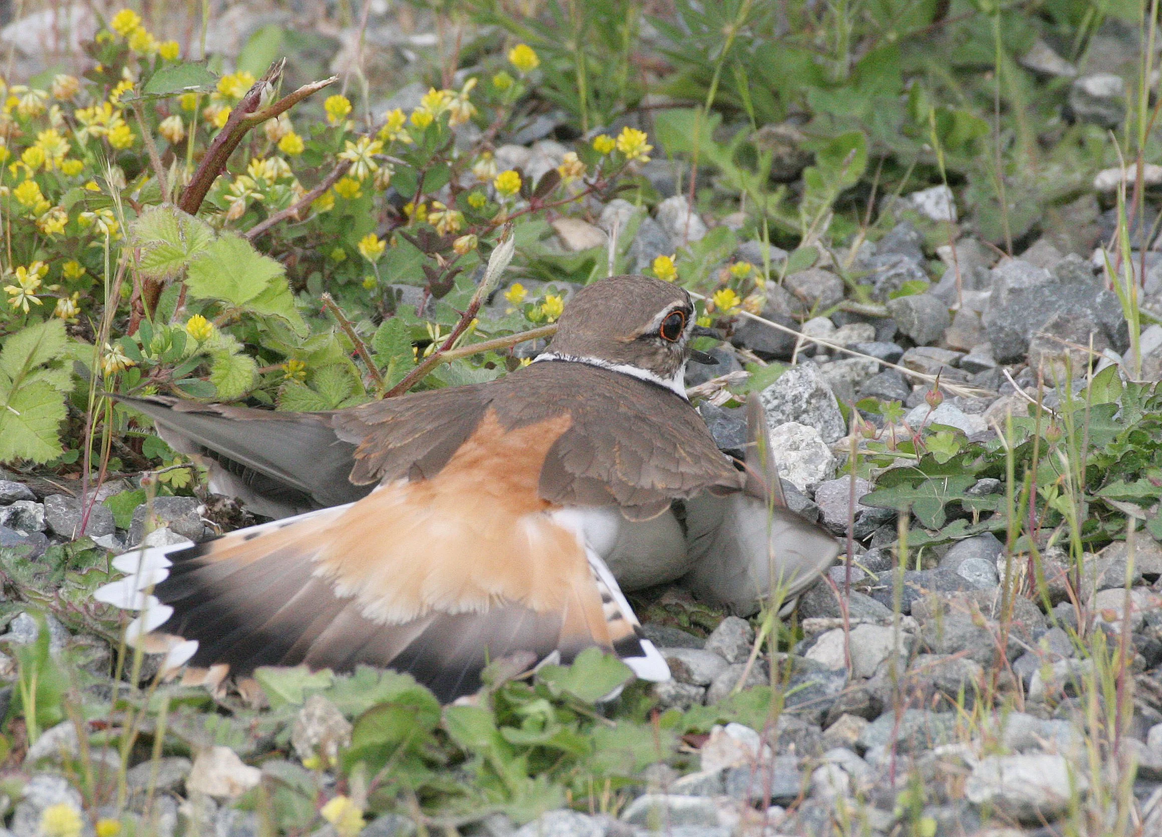 BIRD - KILLDEER - SEQUIM WA (12).JPG