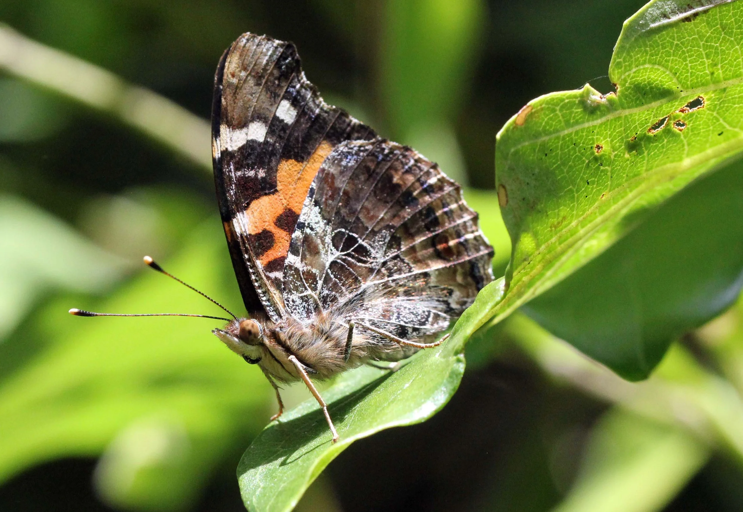 Nymphalidae - Vanessa indica - Pampadum Shola NP, Kerala, India