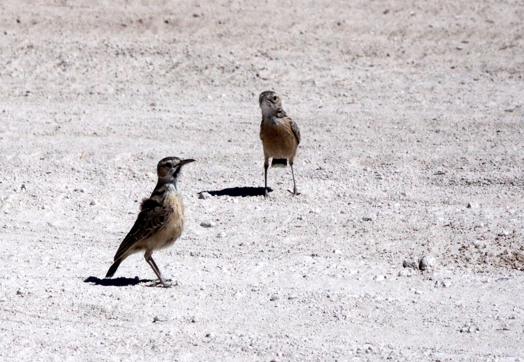 Spike-heeled Lark (Chersomanes albofasciata) Etosha NP Namibia (1).JPG