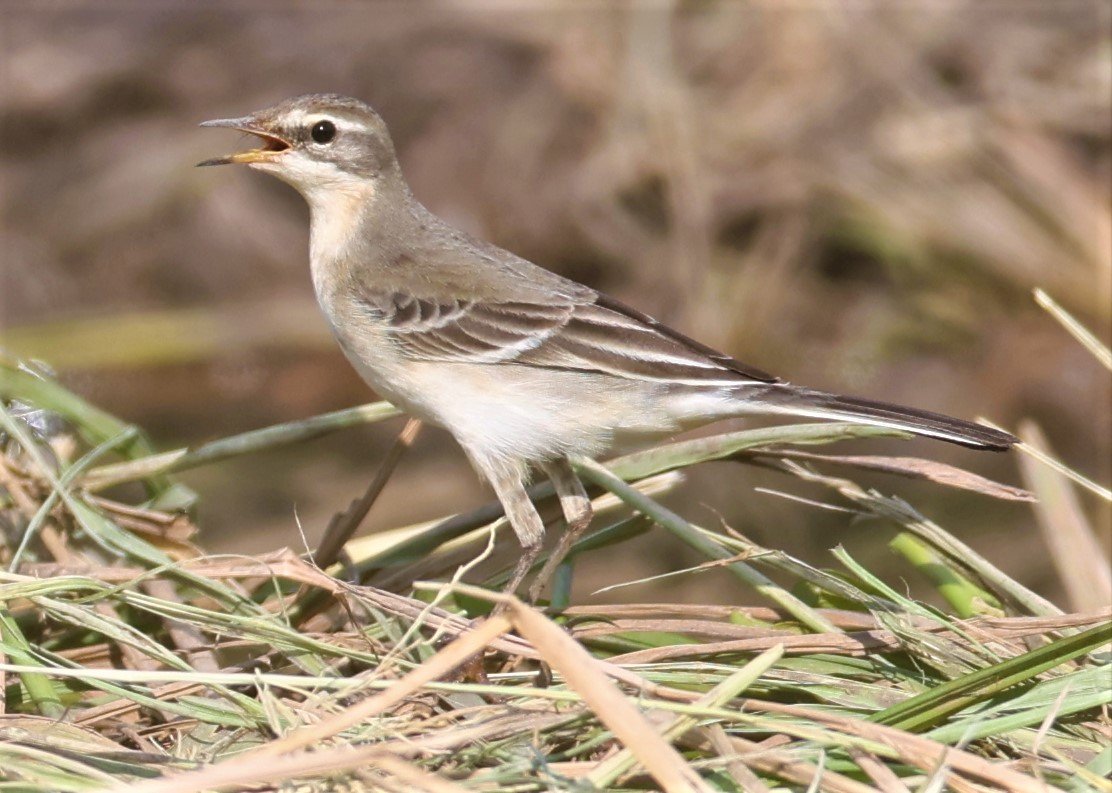 YELLOW WAGTAIL - Motacilla flava - PATHUM THANI RICE RESEARCH CENTER 14 SEPT 2021 (14).jpg