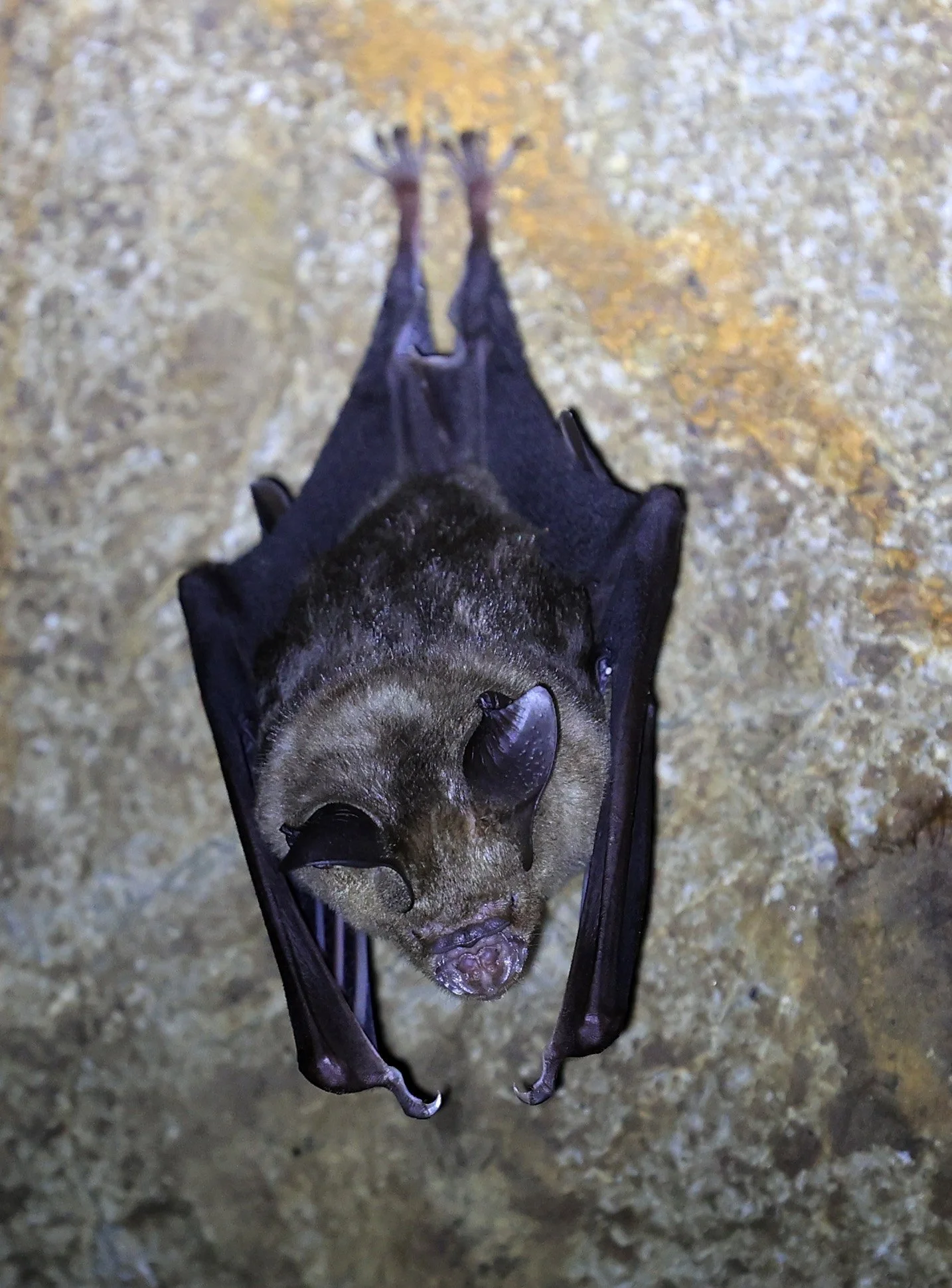 Horsfield’s Leaf-nosed Bat (Hipposideros larvatus) Wat Sa Nam Sai Temple Pak Chong Thailand (1).jpg