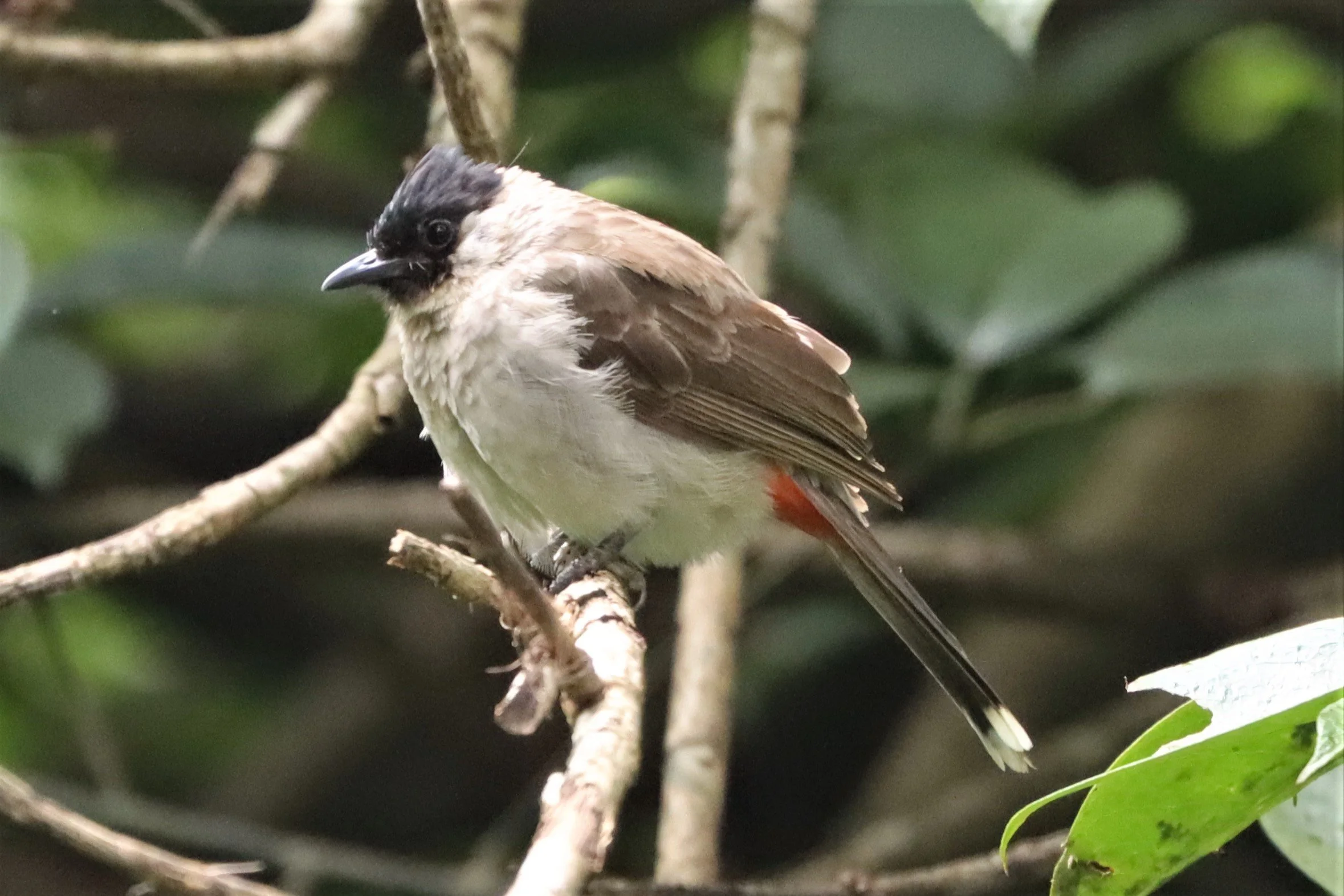 Sooty-headed Bulbul (Pycnonotus aurigaster) Thailand — Coke Smith Wildlife