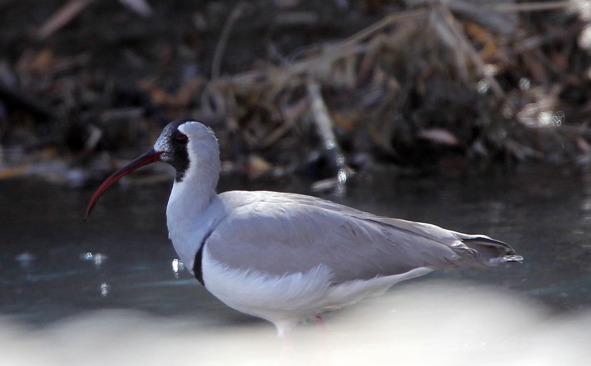 BIRD - IBISBILL - LEH - LADAKH INDIA - JAMUU & KASHMIR (20).JPG