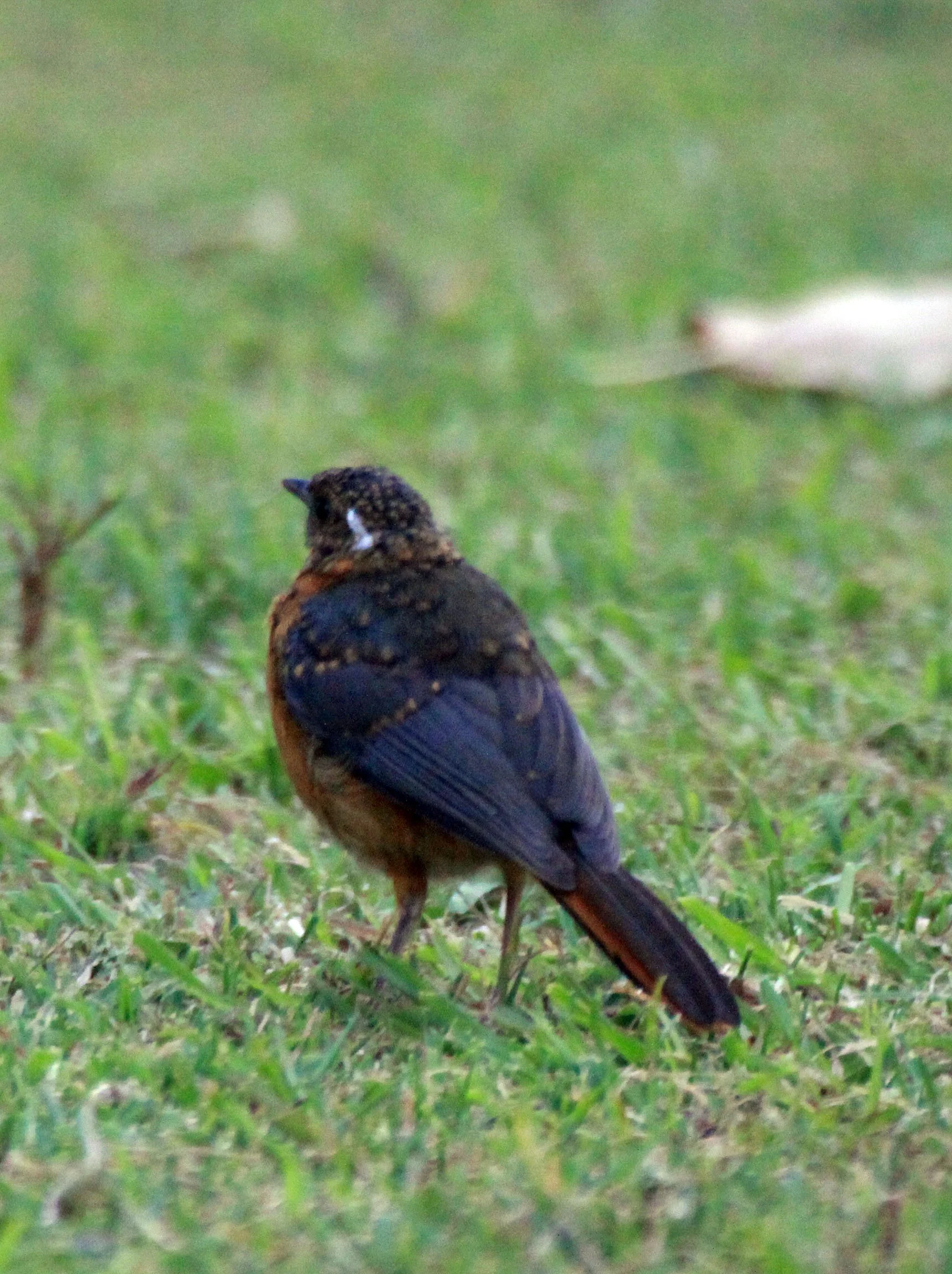 BIRD - ROBIN-CHAT - WHITE-BROWED ROBIN-CHAT - QUEEN ELIZABETH NATIONAL PARK UGANDA (1).JPG