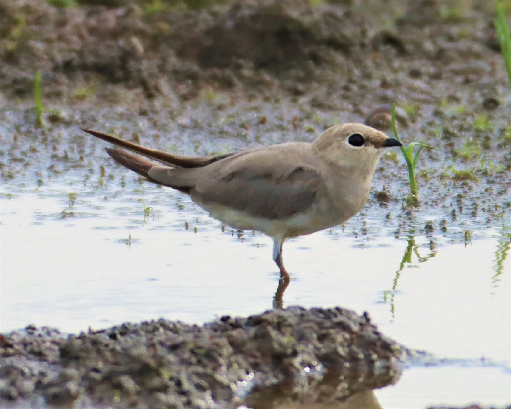 PRATINCOLE - SMALL PRATINCOLE - Glareola lactea - BANG KHAEM NAKHON PATHOM (28).jpg