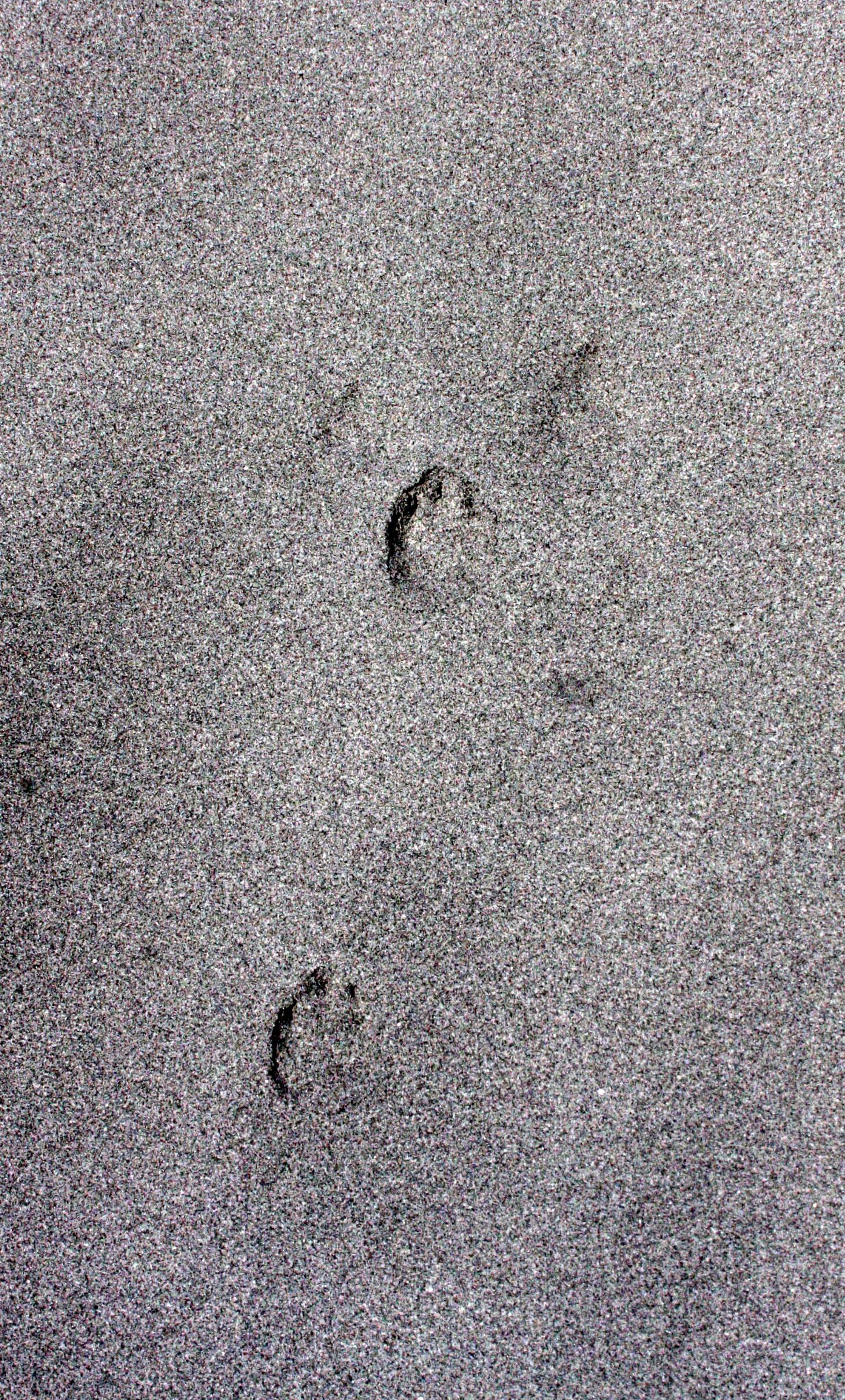 SAN IGNACIO LAGOON BAJA MEXICO - DESERT LANDSCAPES (6).JPG