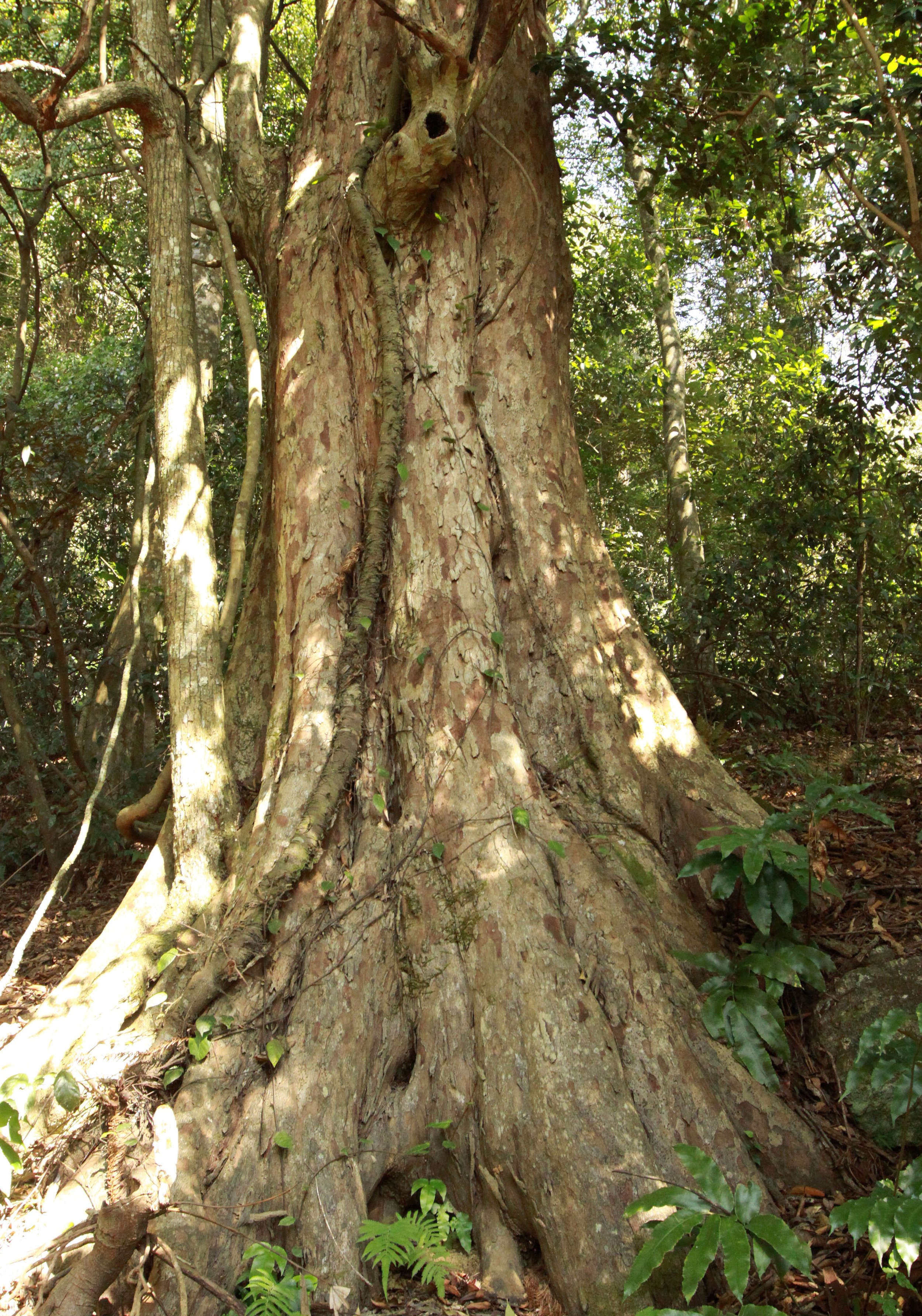 CHINESE YEW RESERVE - FUJIAN CHINA (37).JPG