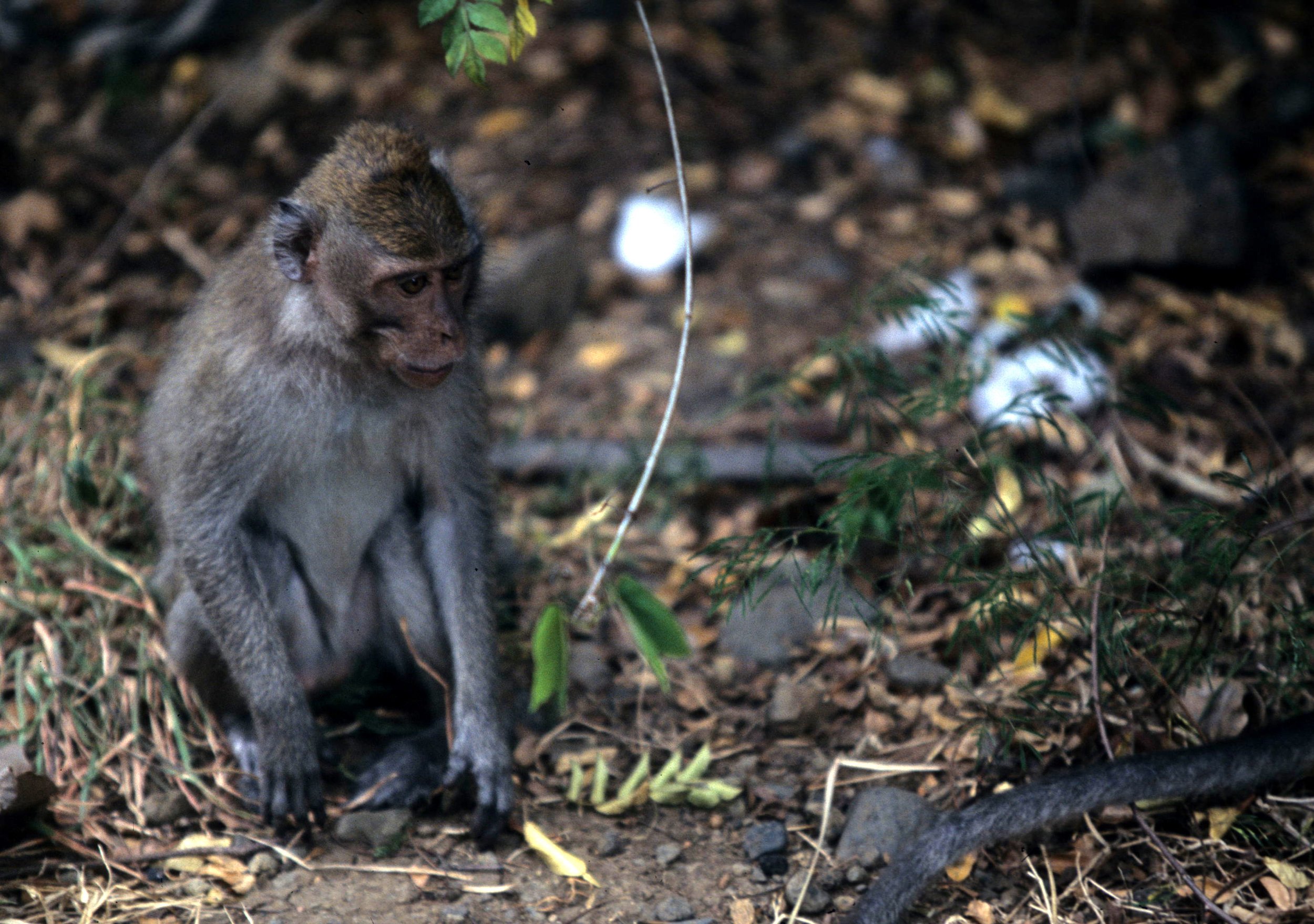 PRIMATE - MACAQUE SPECIES - BALI BARAT NP INDONESIA B.jpg